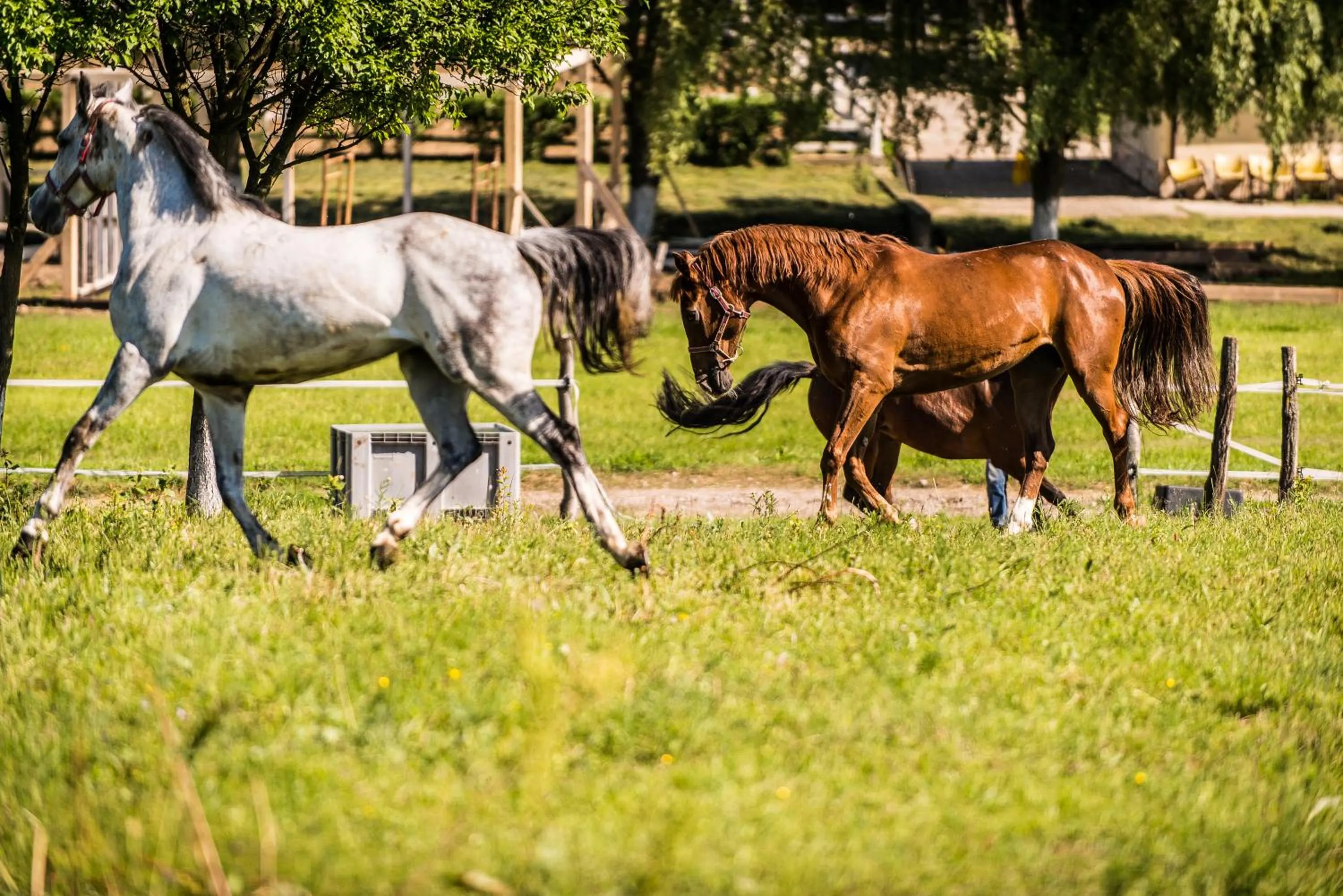 Animals in Conacul Archia