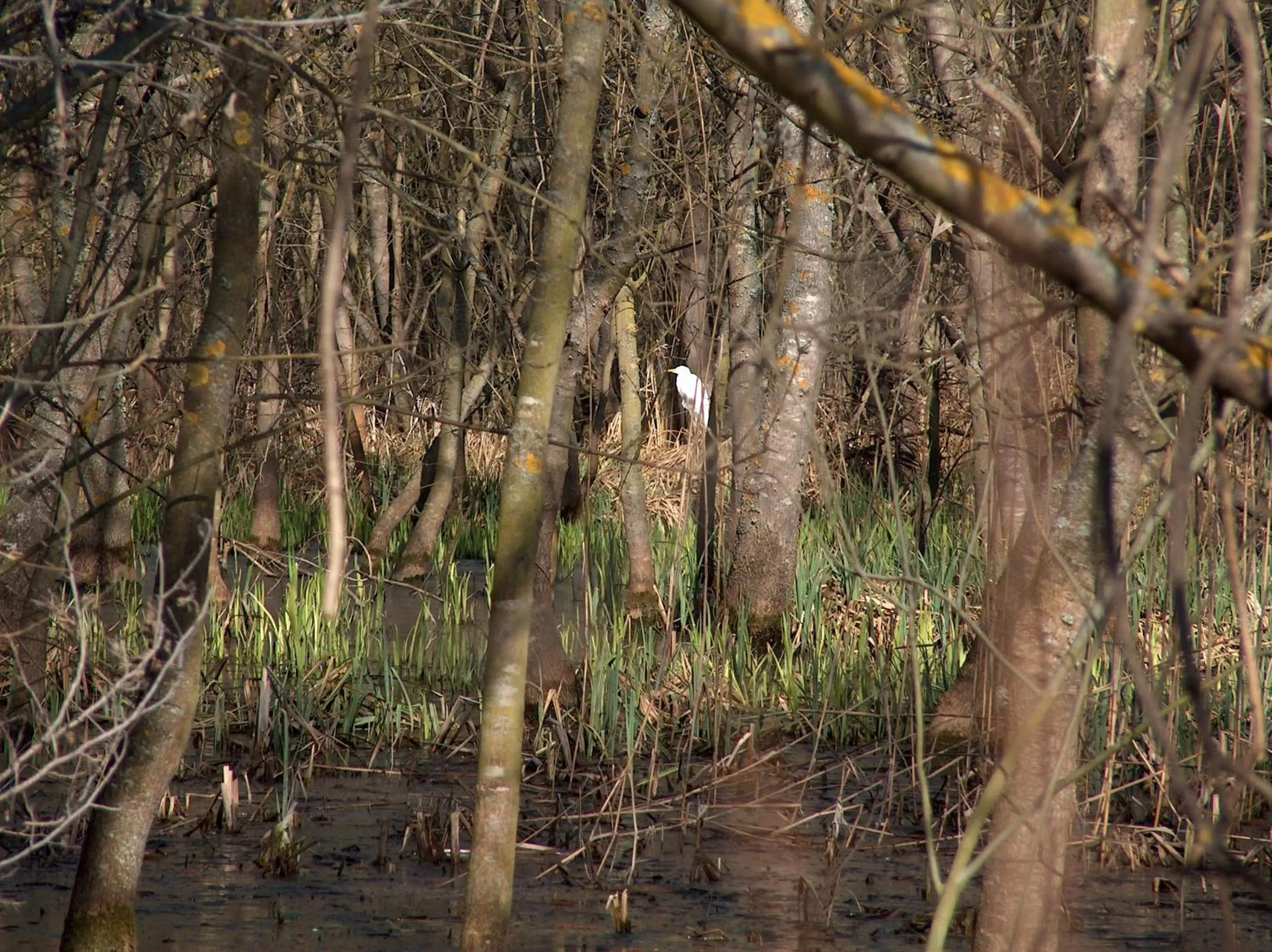 Natural landscape in Hotel Slavuna