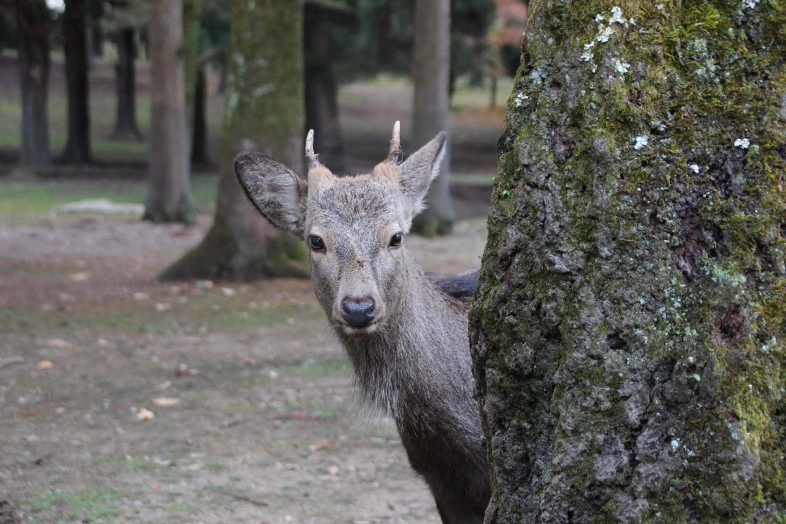 Other in HARUYA Naramachi