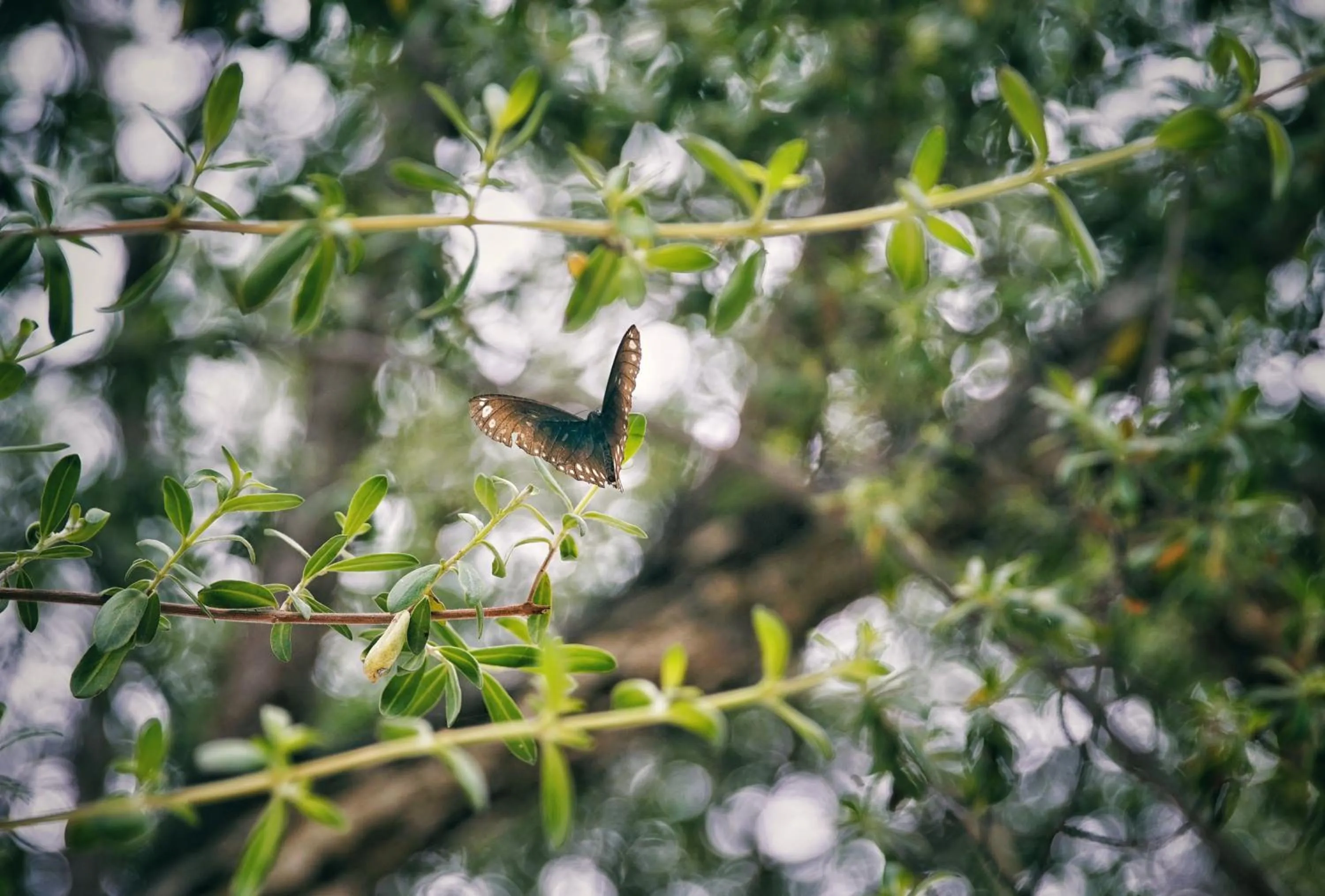 Animals in Cookies Salad Resort
