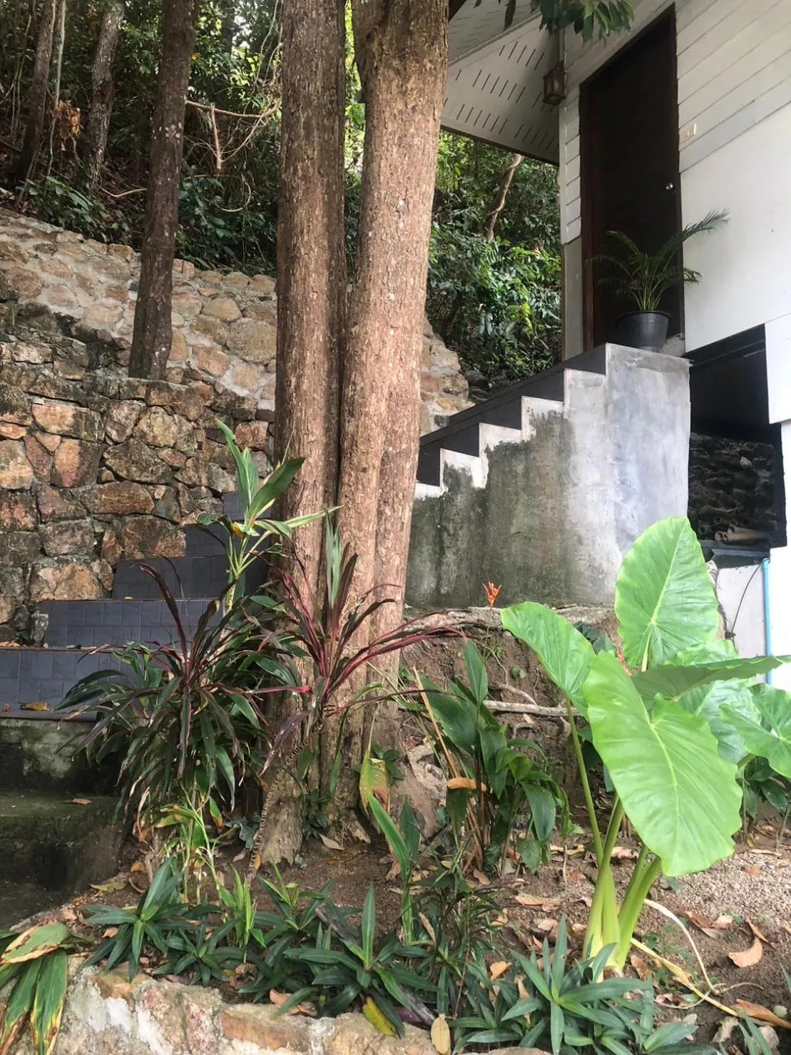 Cookies Salad Resort