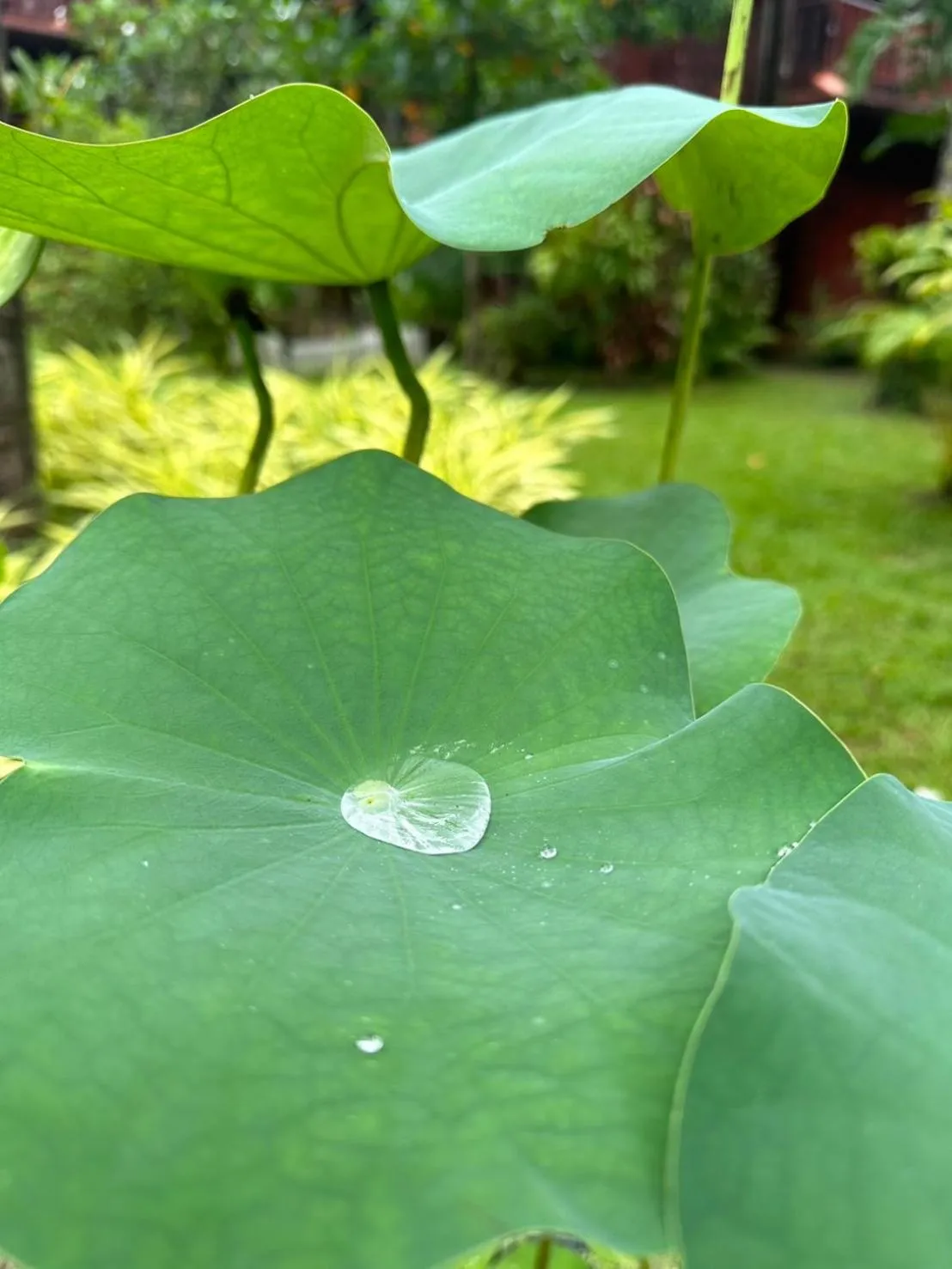 Garden in Royal Phawadee Village Patong - 2 Minutes walk to the beach