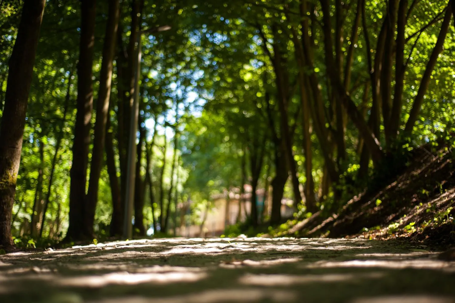 Natural landscape in Best Western Hotel Edison