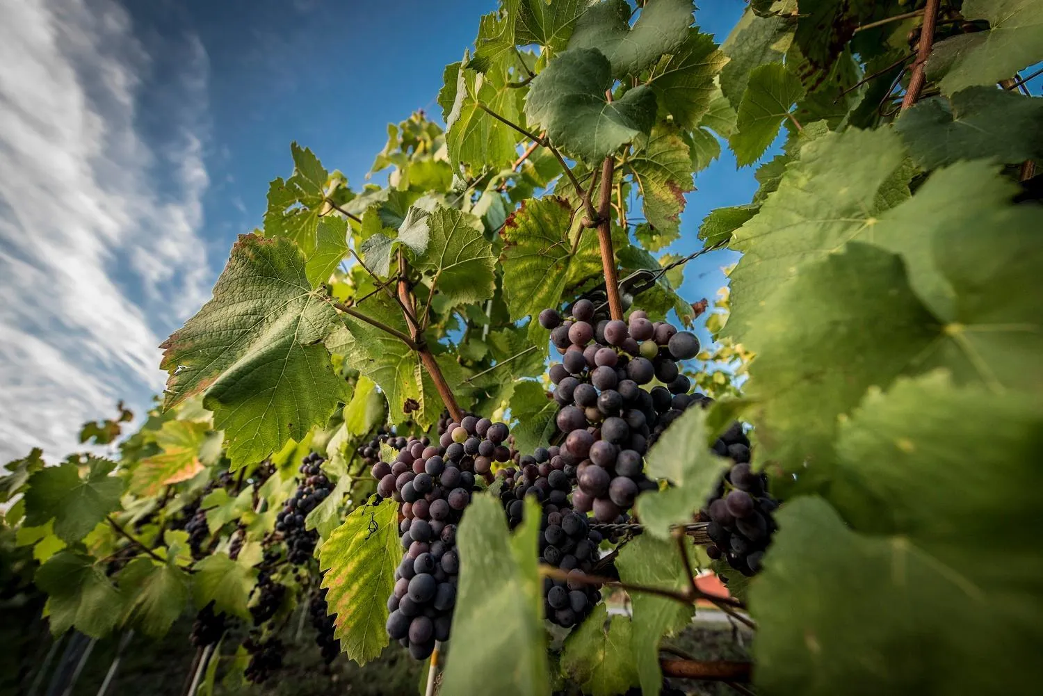 Natural landscape, Other Animals in Best Western Hotel Edison