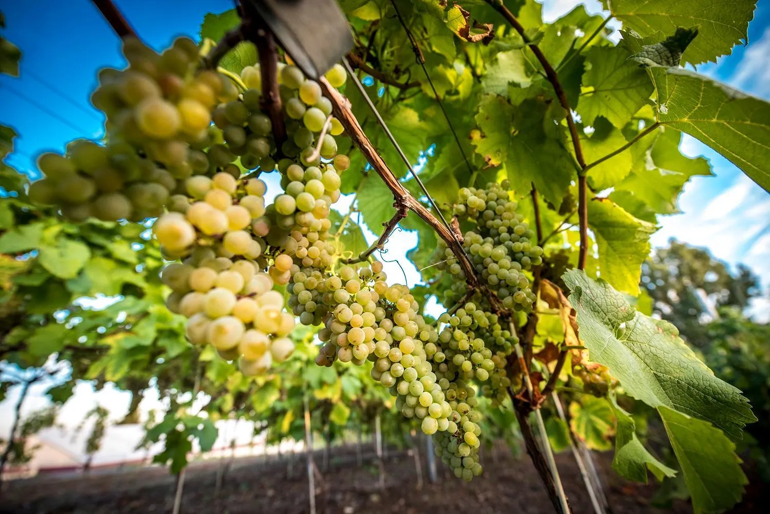 Natural landscape in Best Western Hotel Edison