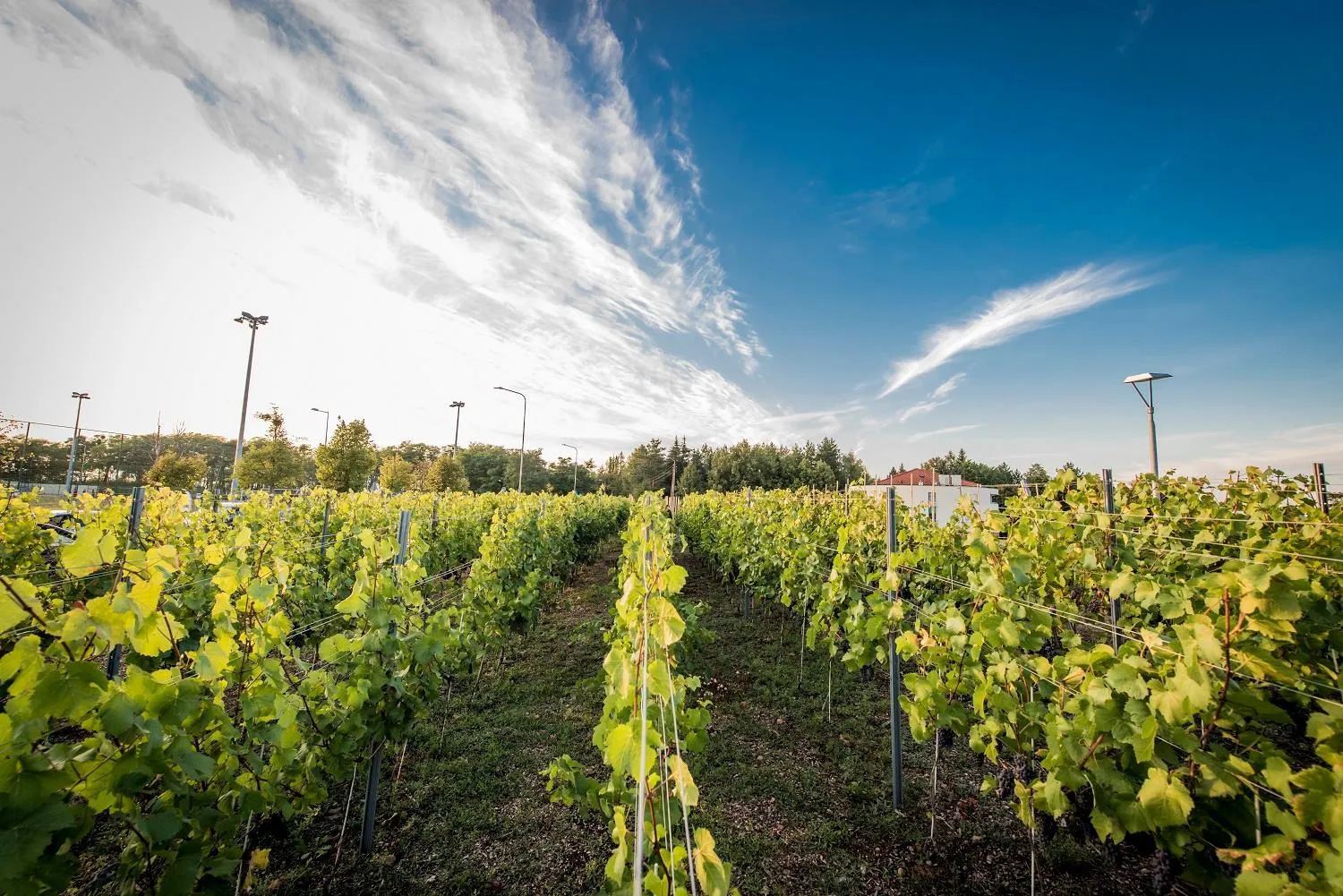 Natural landscape in Best Western Hotel Edison