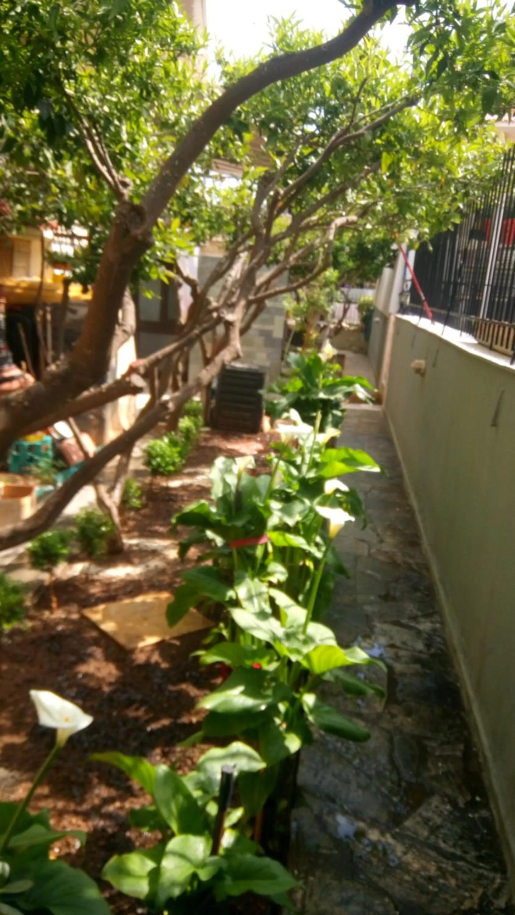 Garden in Villa George - Family Holidays