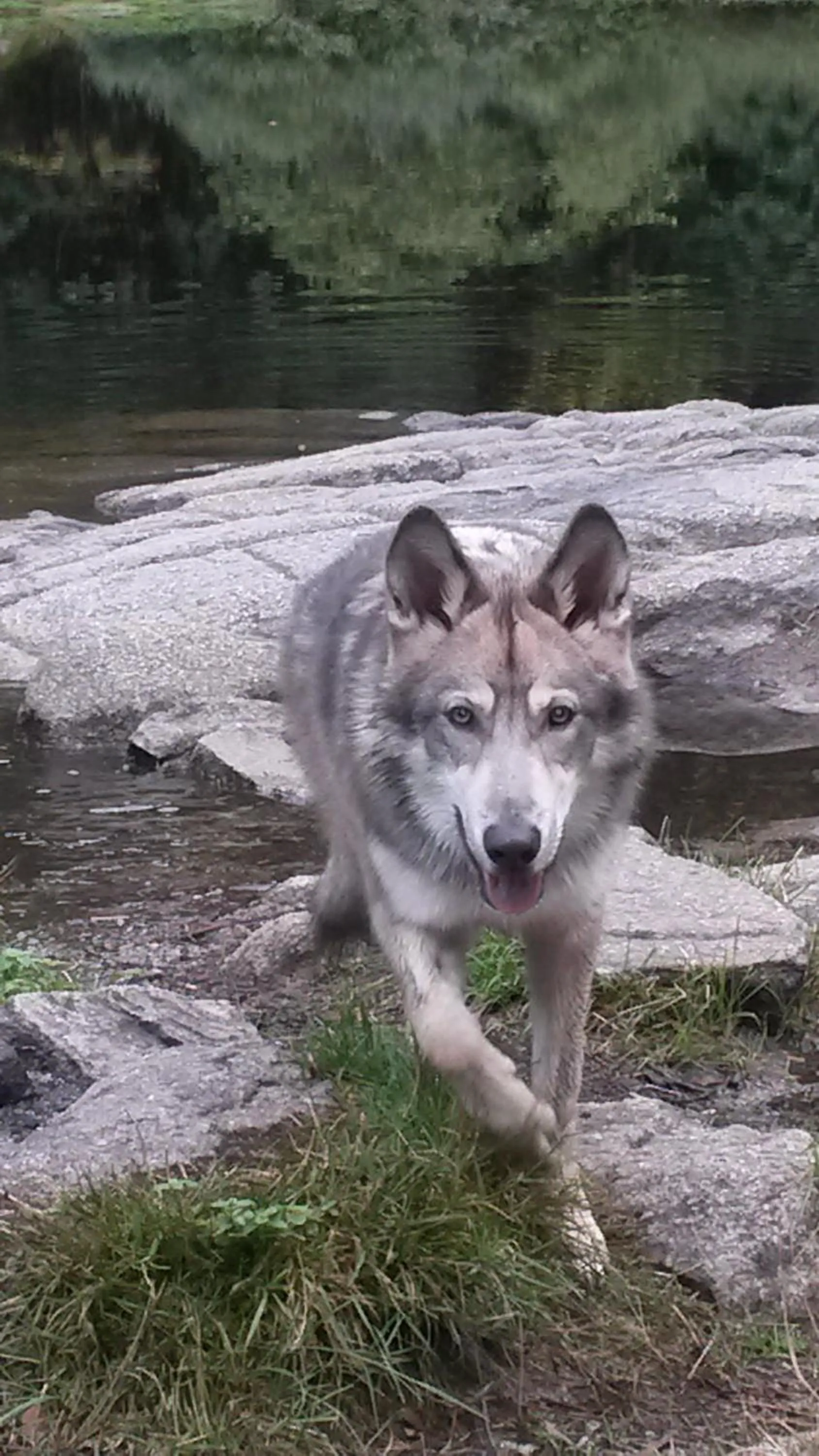Animals in La Maison D'ayona