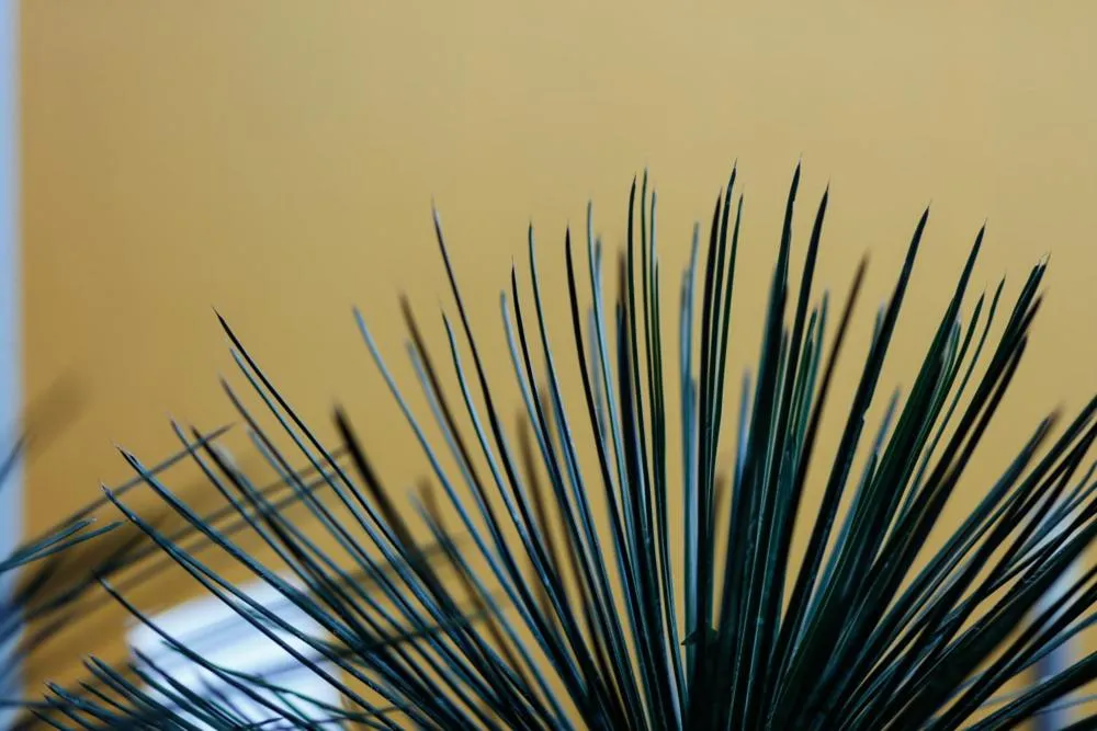 Garden in The Hedge Guesthouse