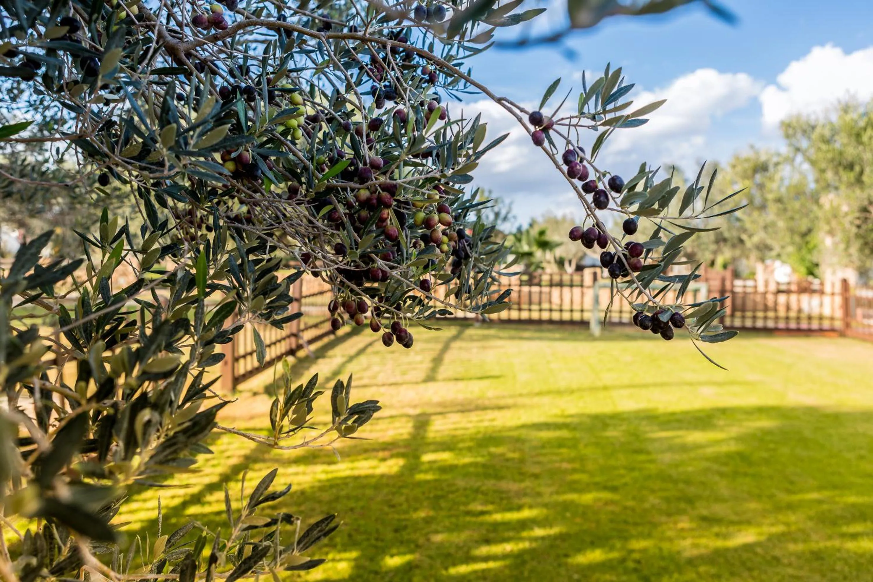 Garden view in MUSES Hammamet