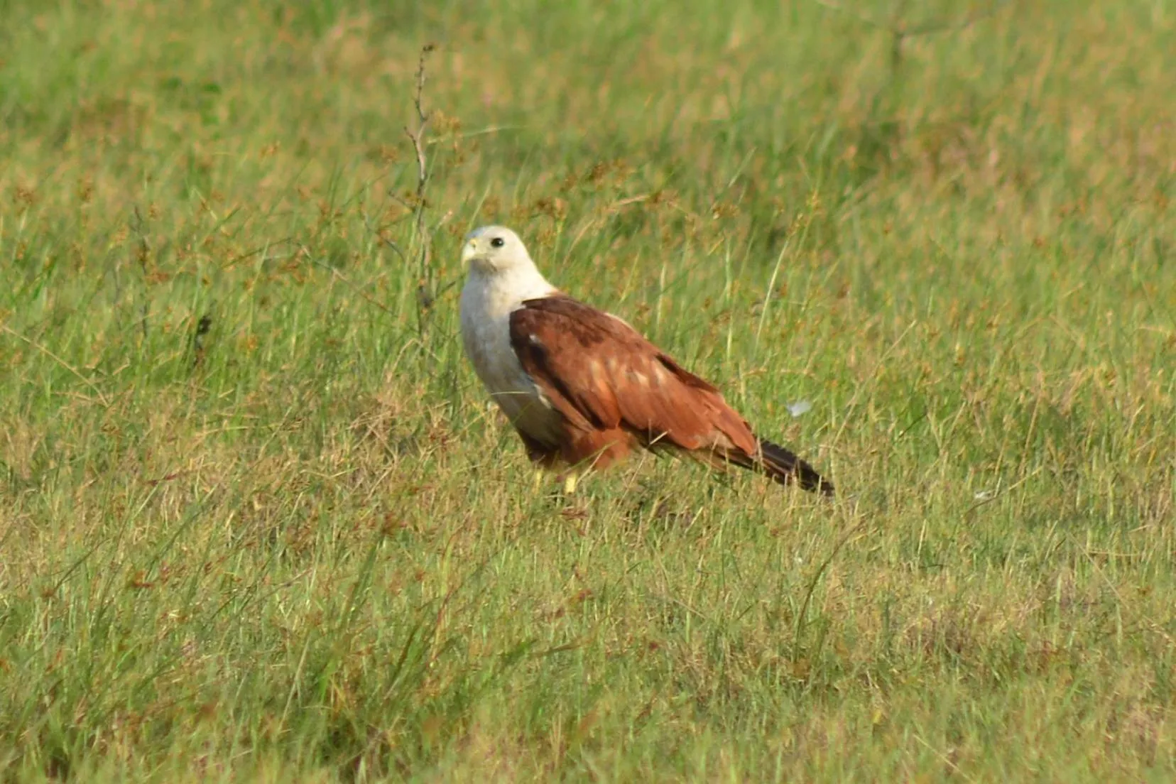 Animals in Treasure House Tourist Rest