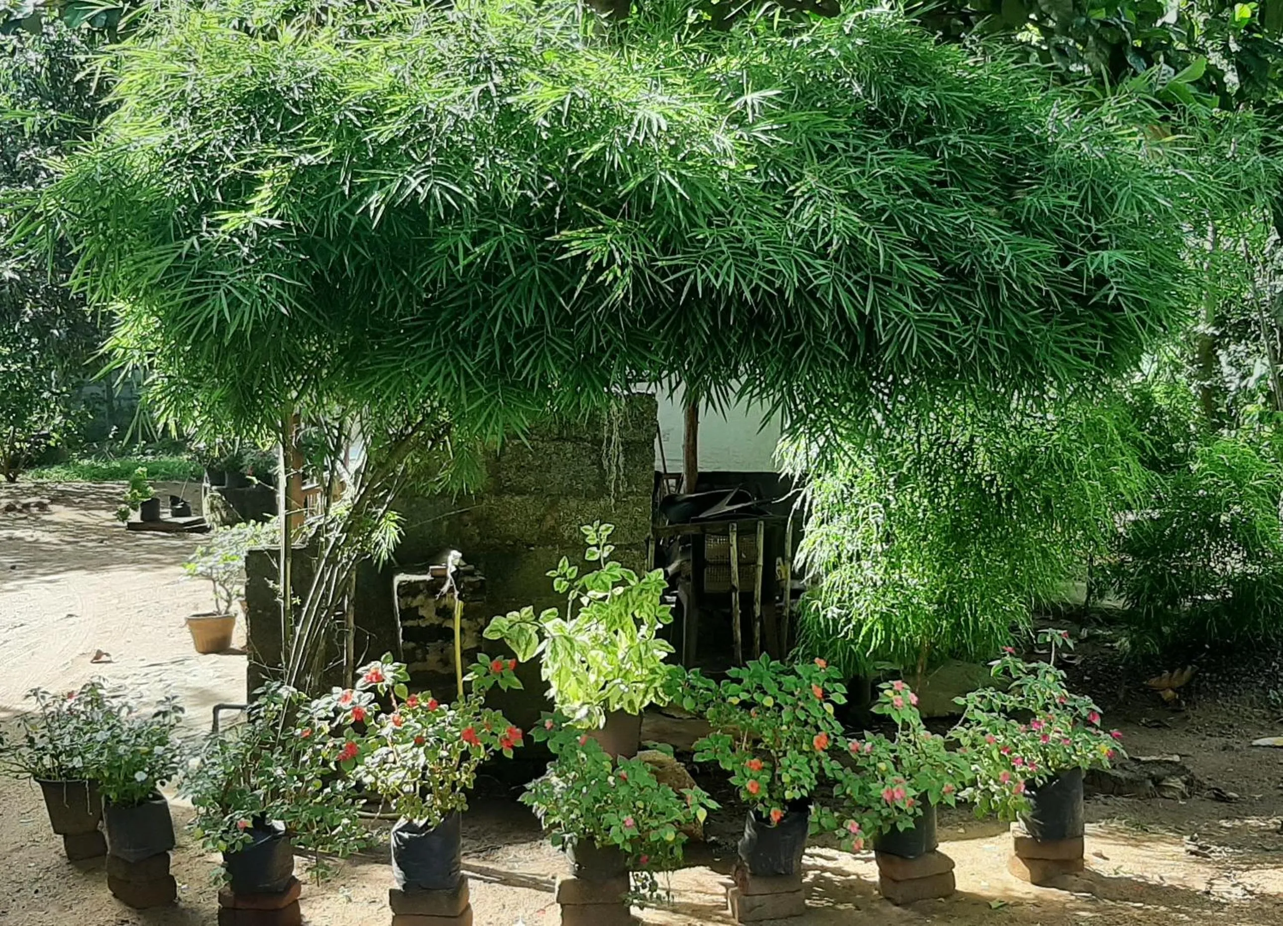 Garden in Treasure House Tourist Rest