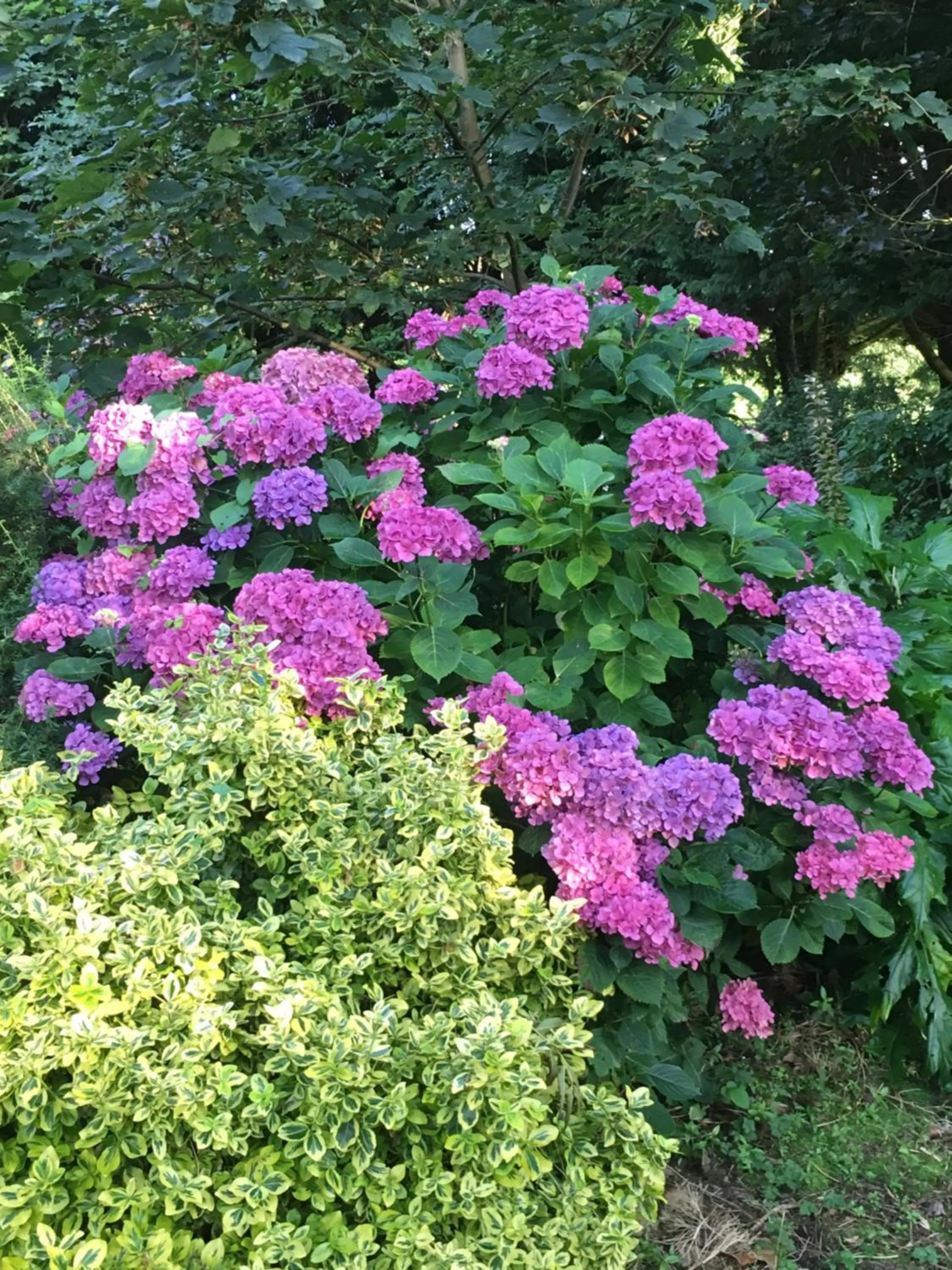 Garden in Clone House Event Villa