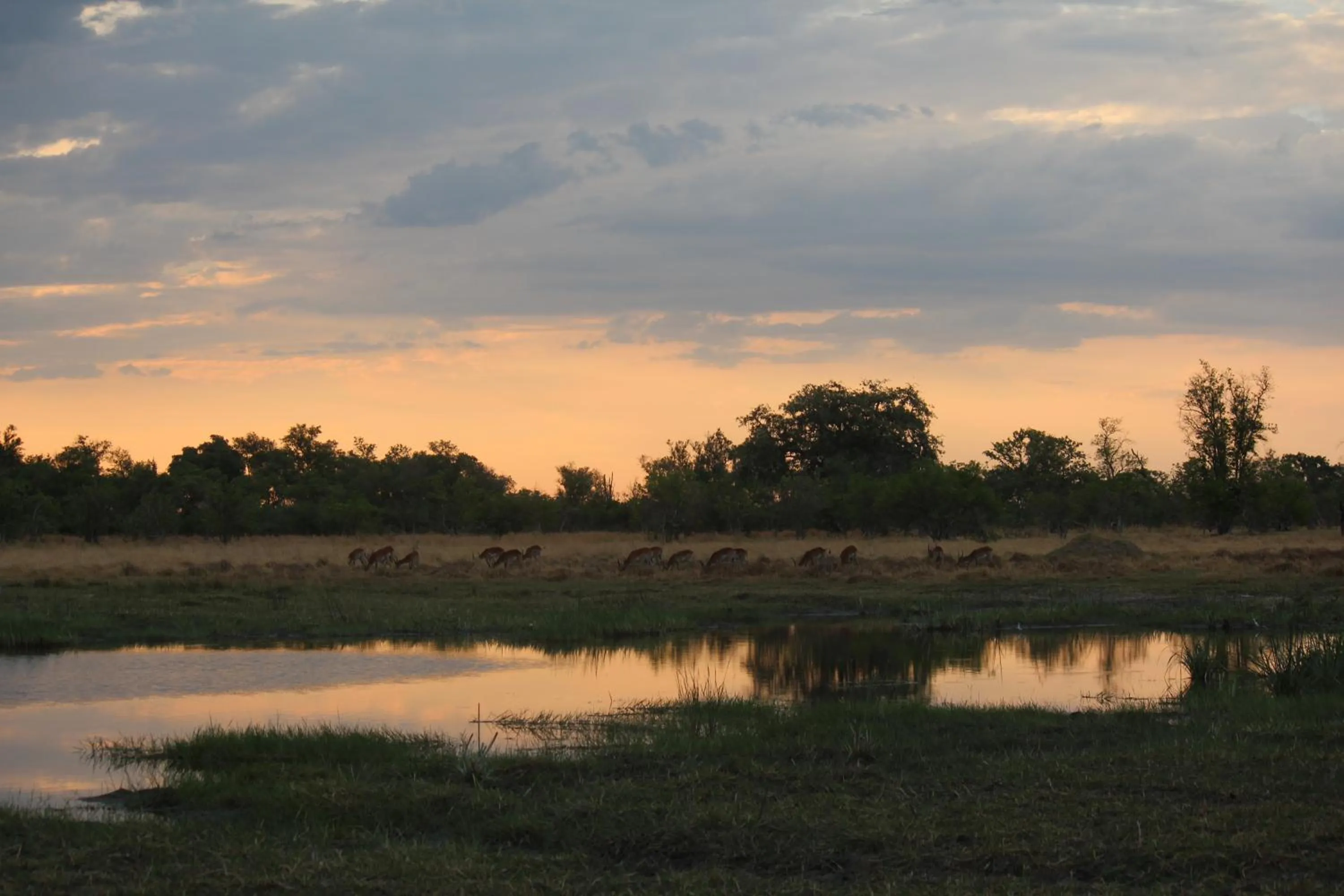 Animals in Cresta Maun Hotel