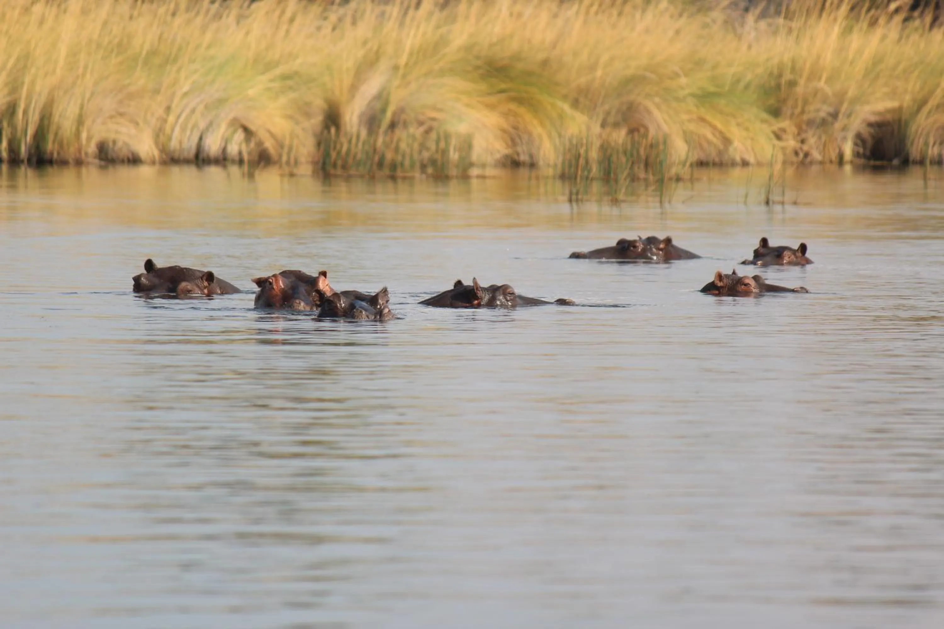 Natural landscape in Cresta Maun Hotel