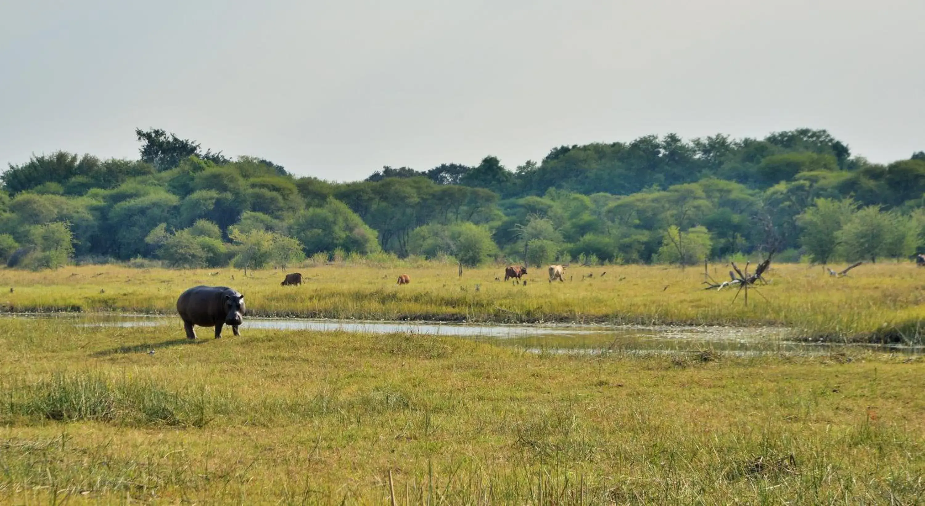 View (from property/room) in Cresta Maun Hotel View (from property/room) in Cresta Maun Hotel