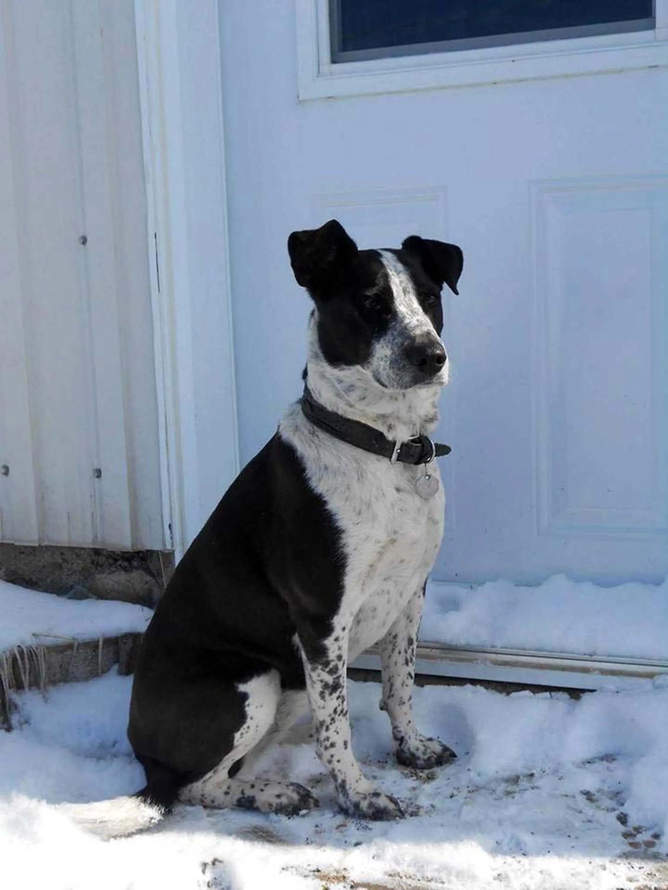 Animals in Gite Agricole Les Lilas