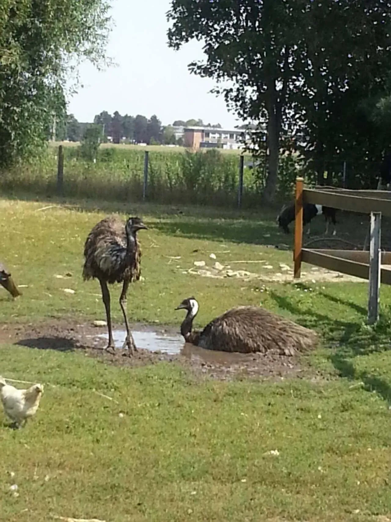 Inner courtyard view in Chambre d'hôtes Élevage' chemin noir