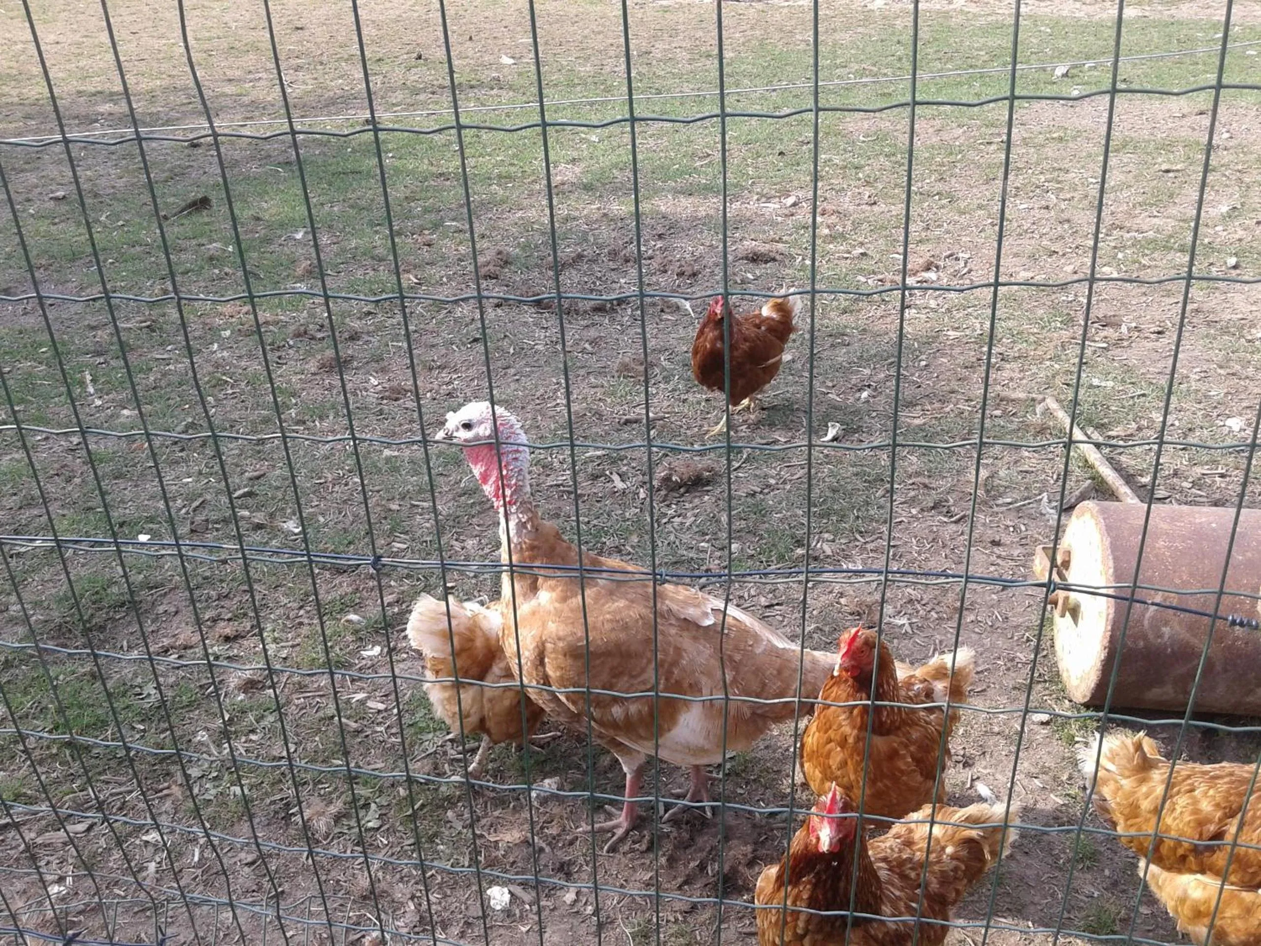 Animals in Chambre d'hôtes Élevage' chemin noir