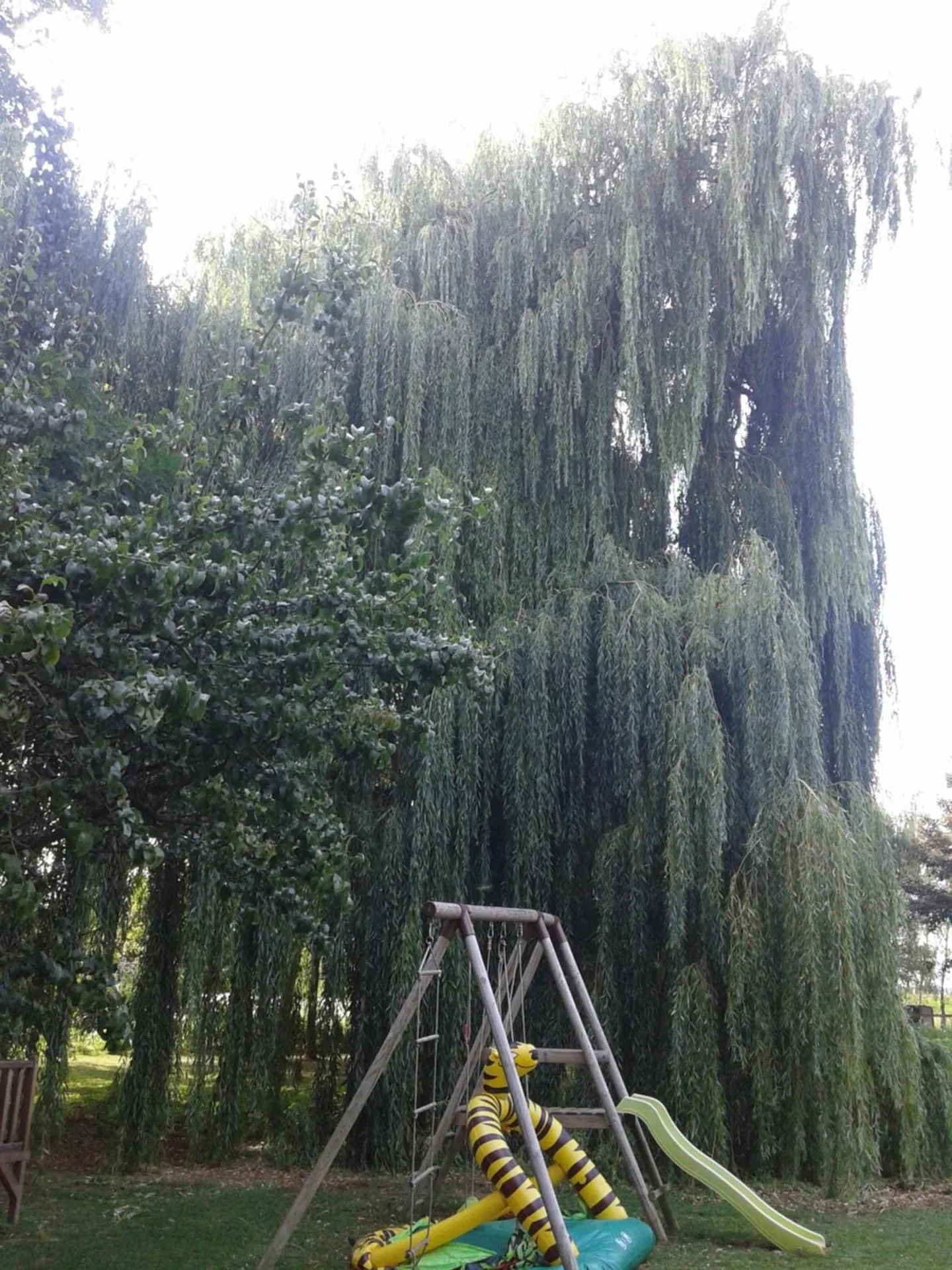 Summer in Chambre d'hôtes Élevage' chemin noir