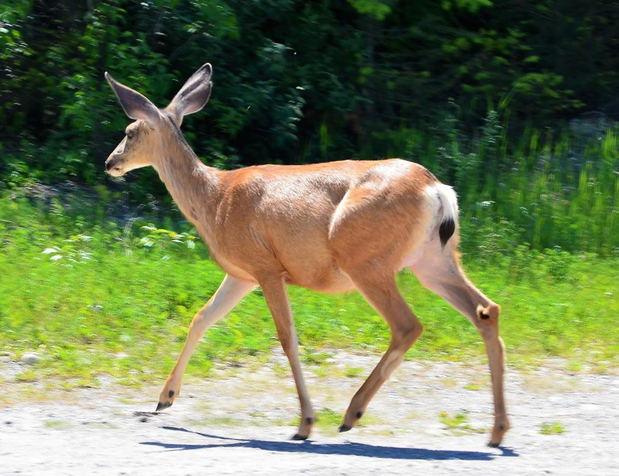 Animals in Mountain View Radium Condo - Copper Horn Village
