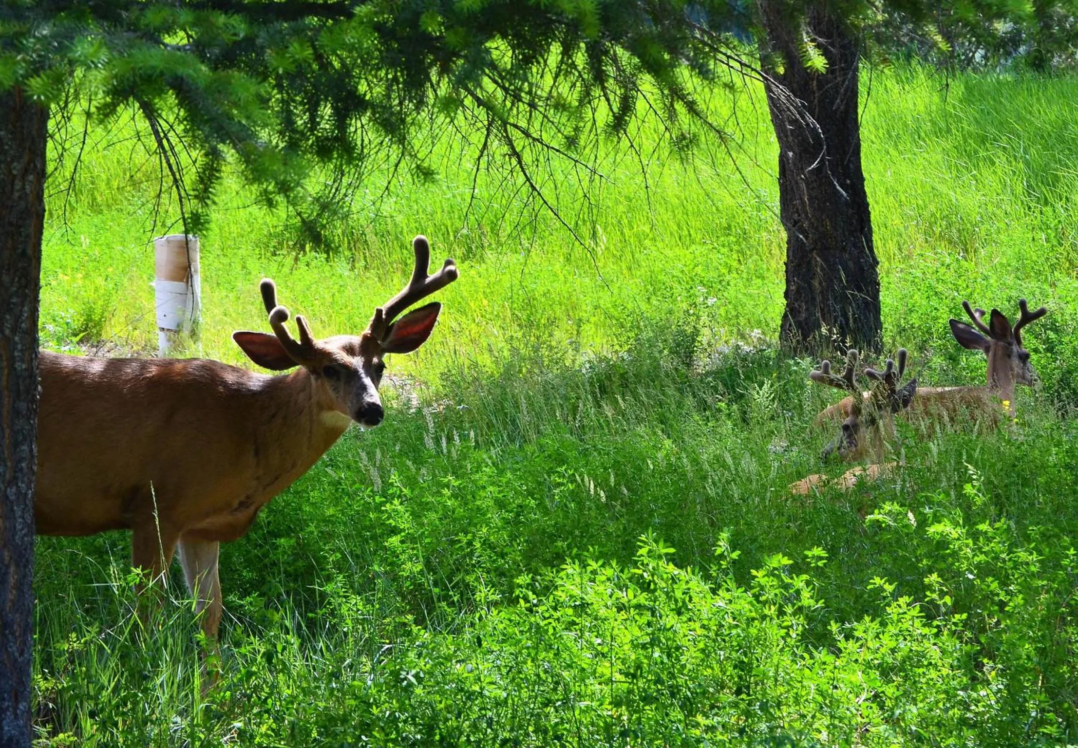 Hiking in Mountain View Radium Condo - Copper Horn Village