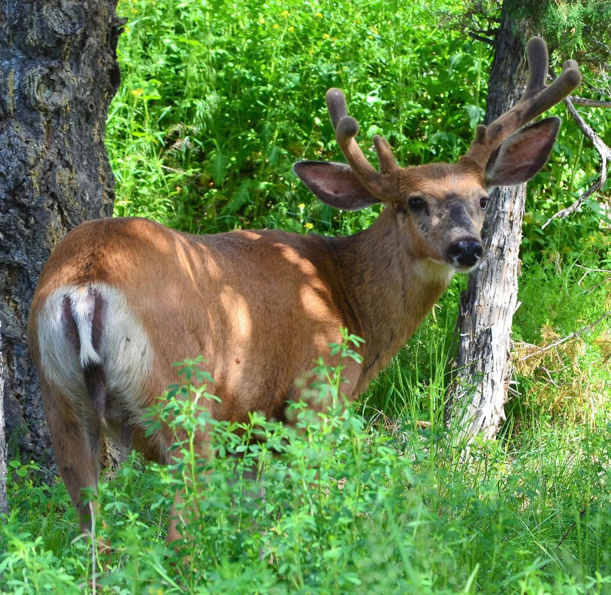 Hiking in Mountain View Radium Condo - Copper Horn Village