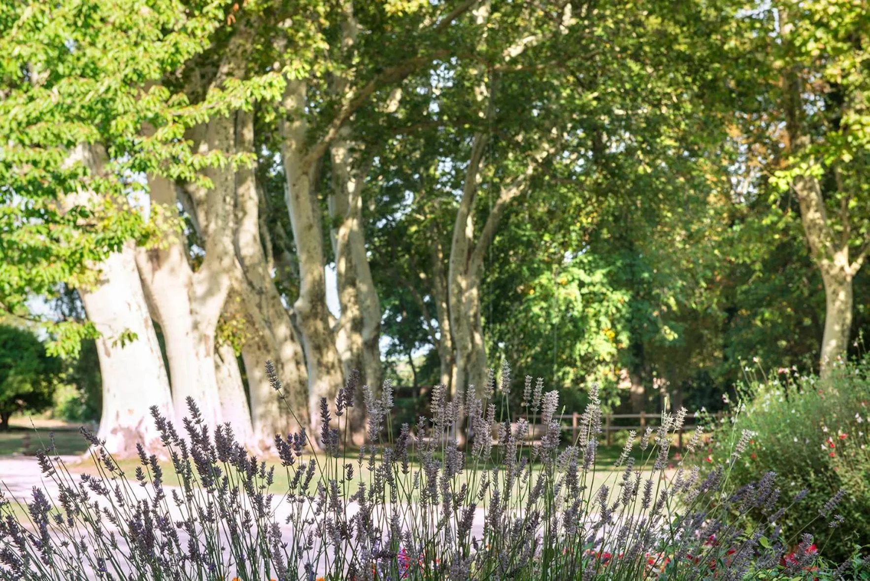 Garden in Château De Massillan