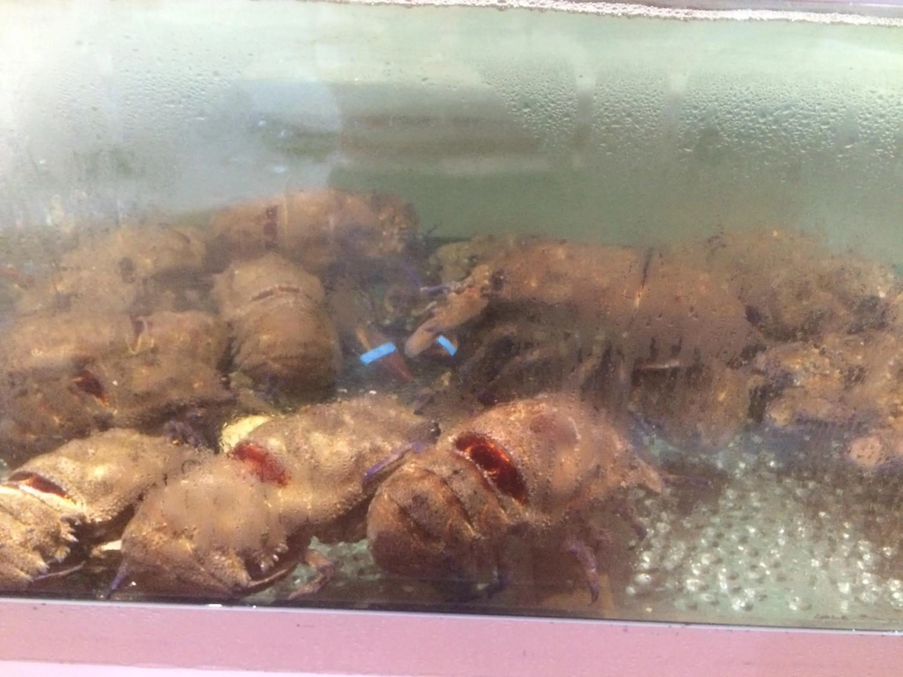 Restaurant/places to eat in Hotel Ristorante Termitito