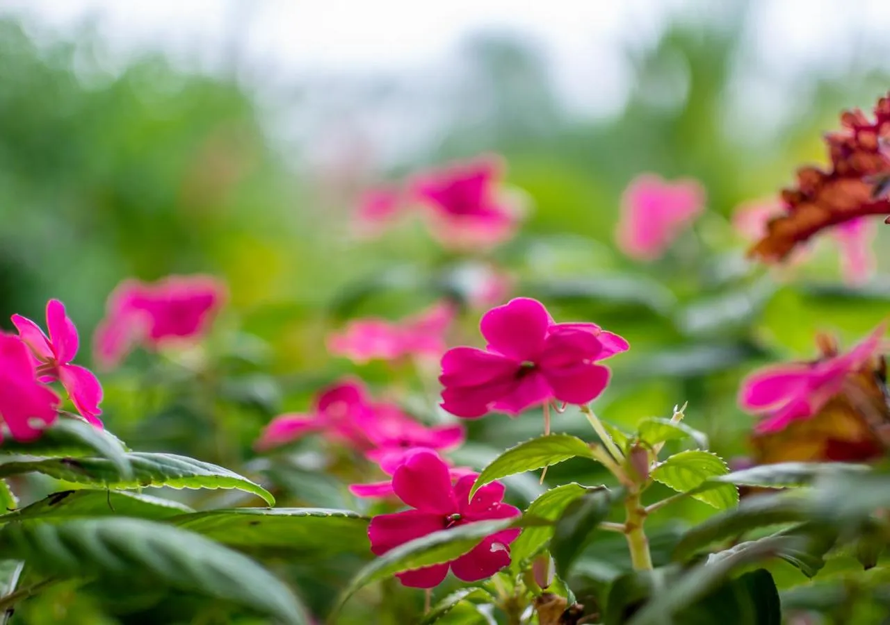 Patio in Aunty Arenal Lodge