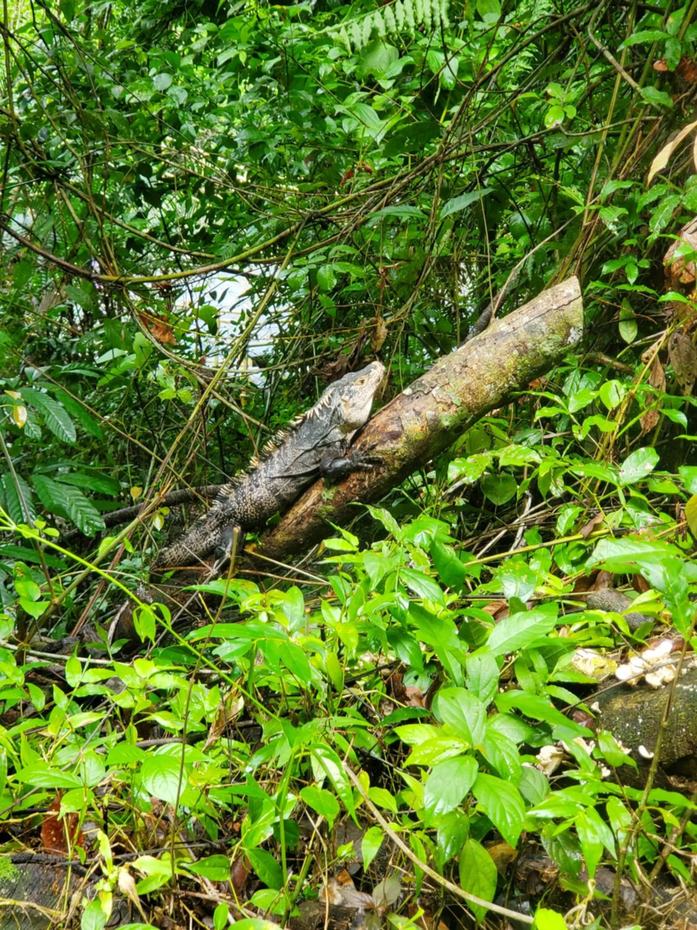 Animals in Hotel Villa Prats