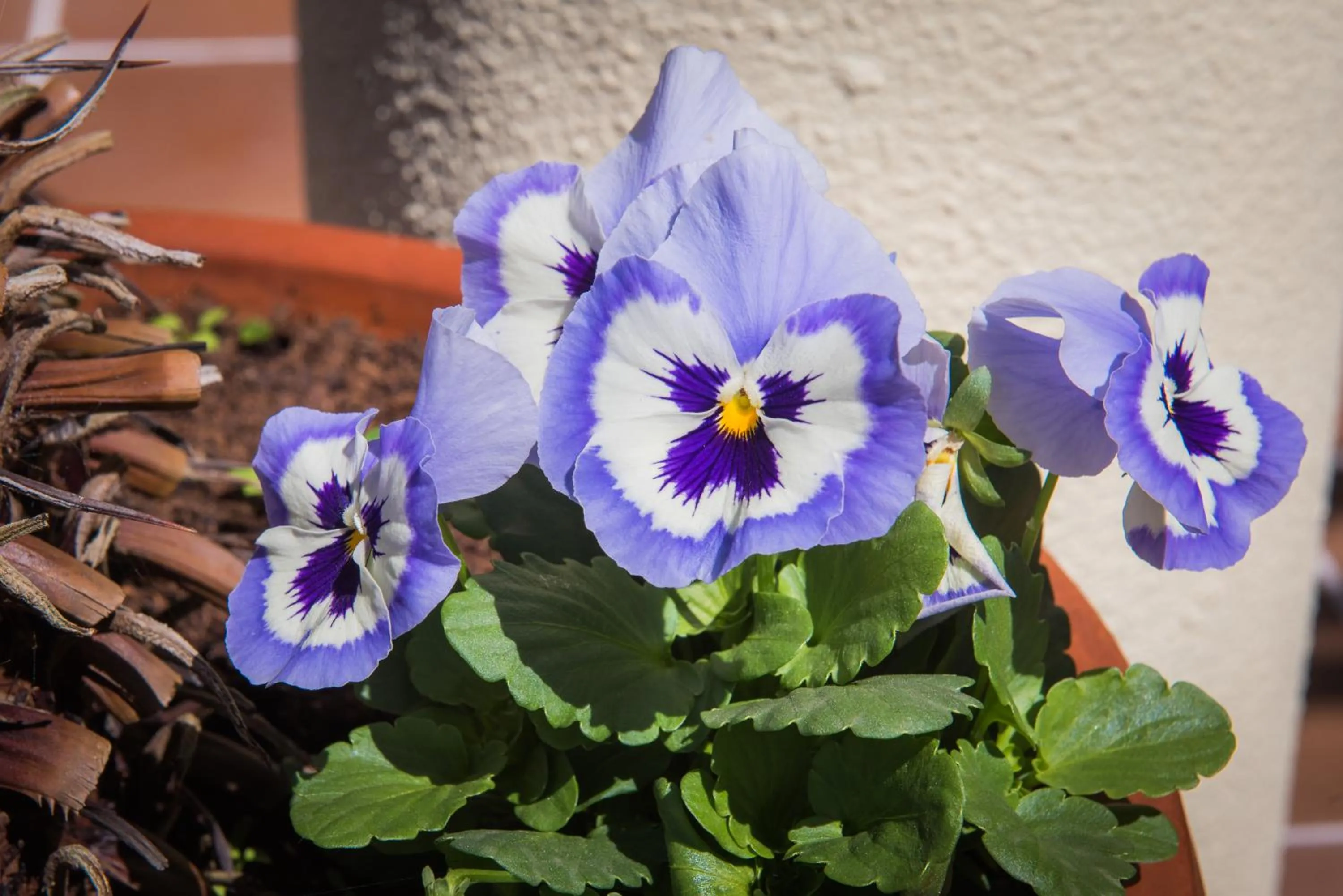 Garden in Hotel Do Campo