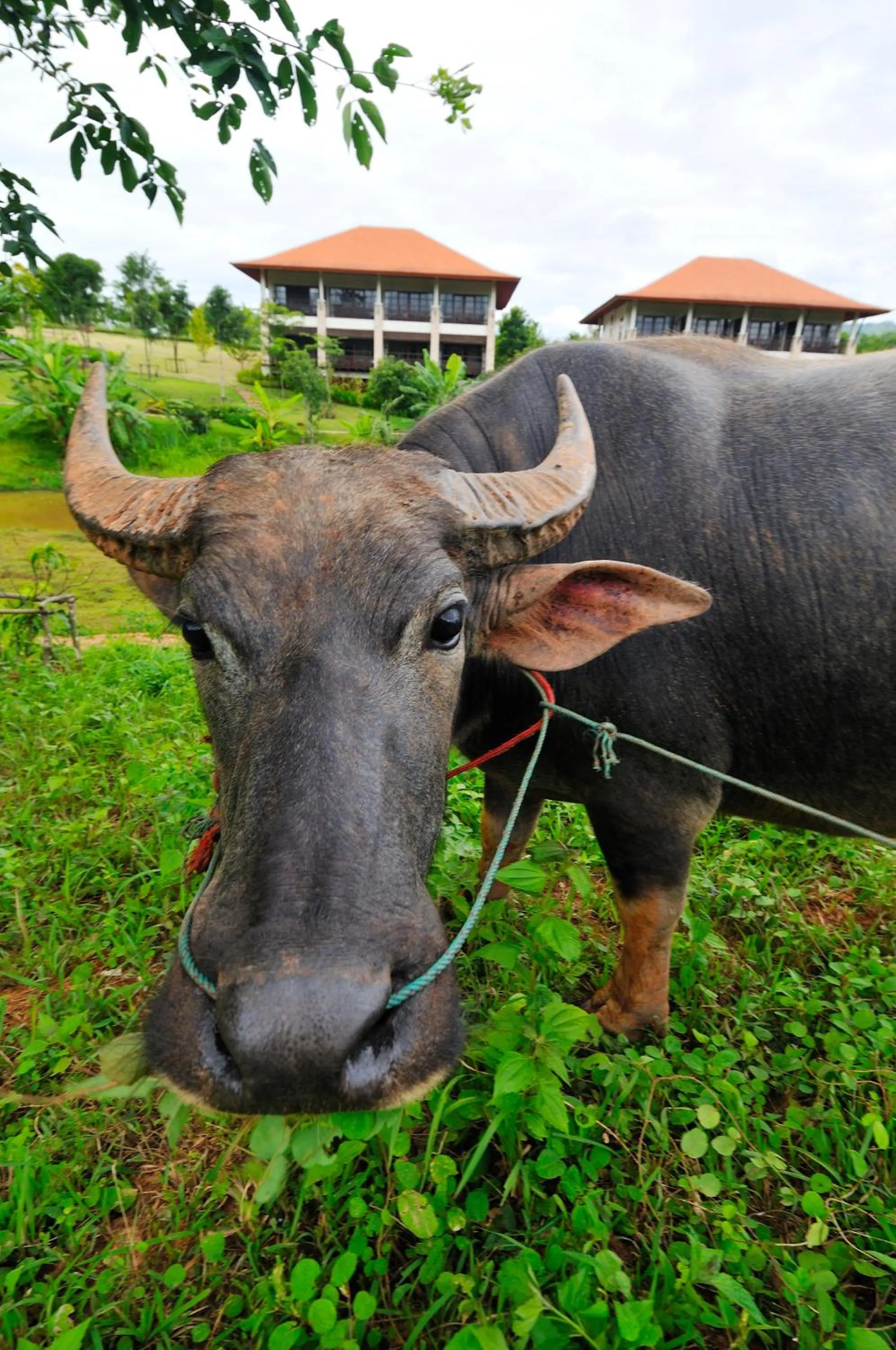 Animals in Phunacome Resort