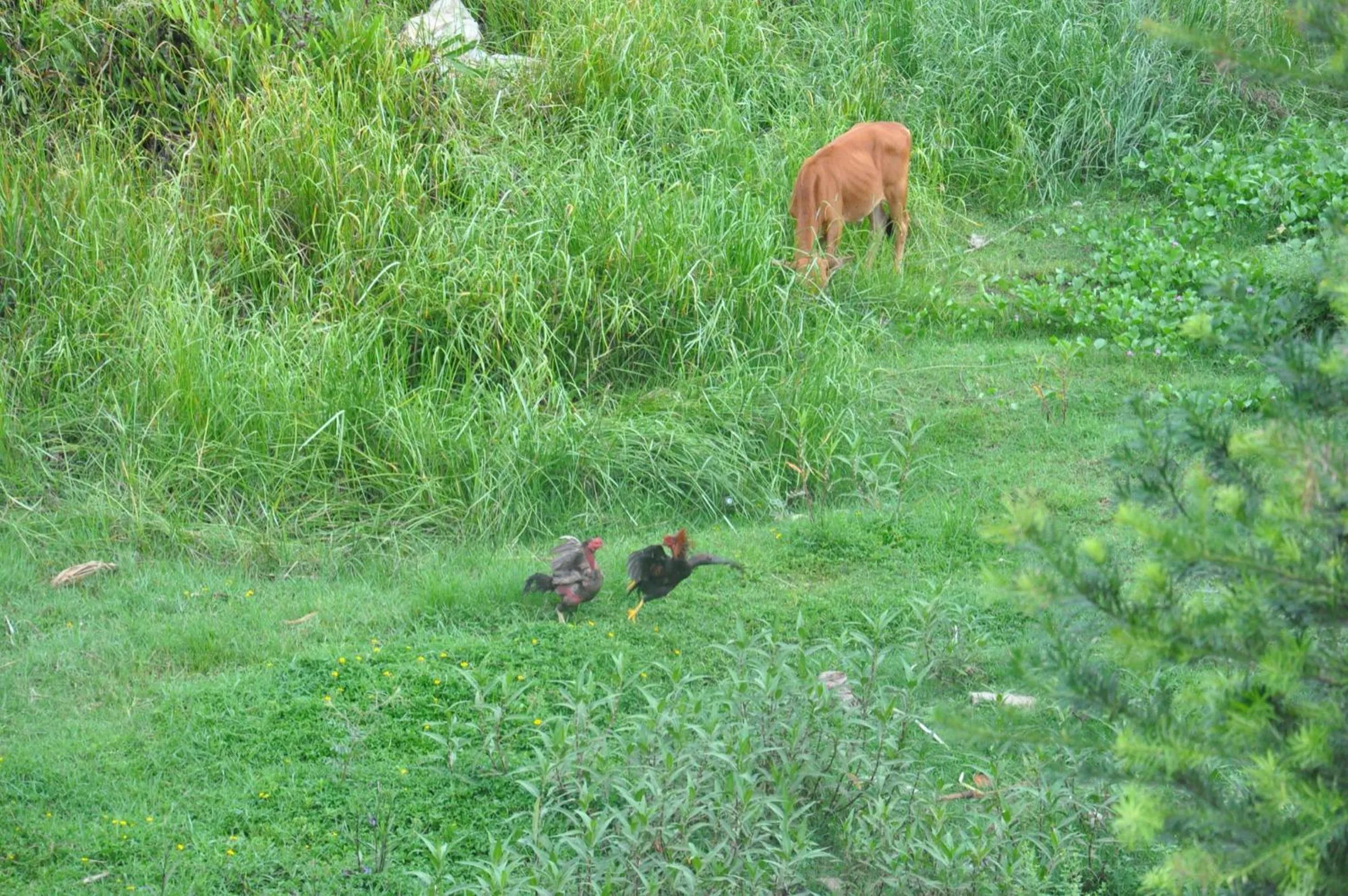 Floor plan in The Quin Riverside Villa