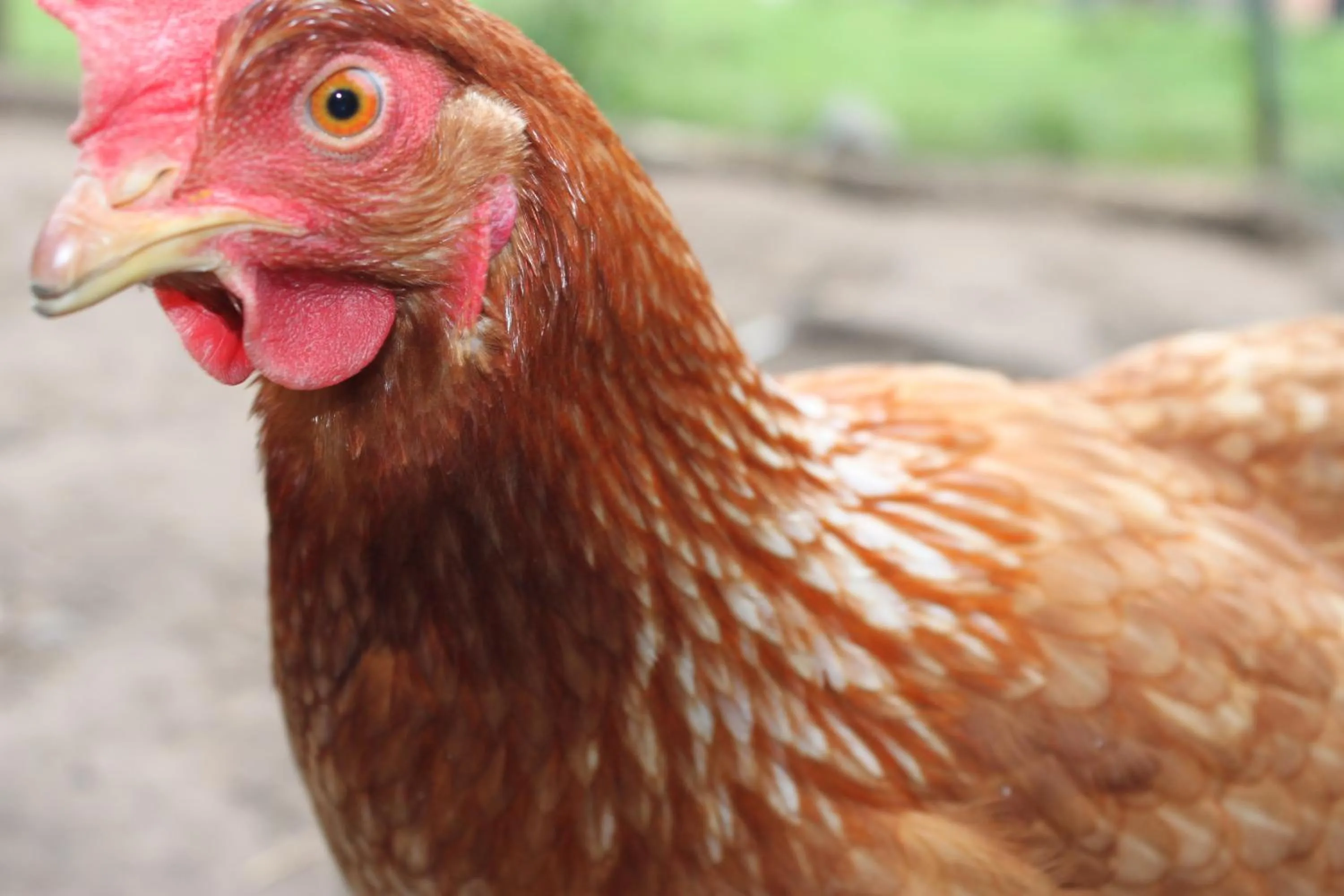 Animals in B&B 't Hoogste