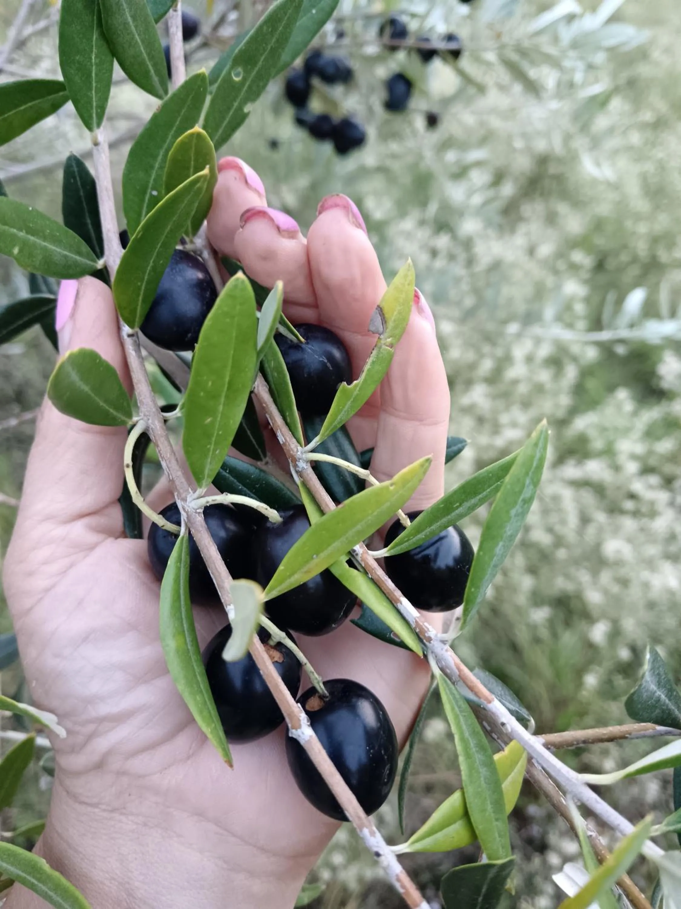 Agriturismo La Mirandola