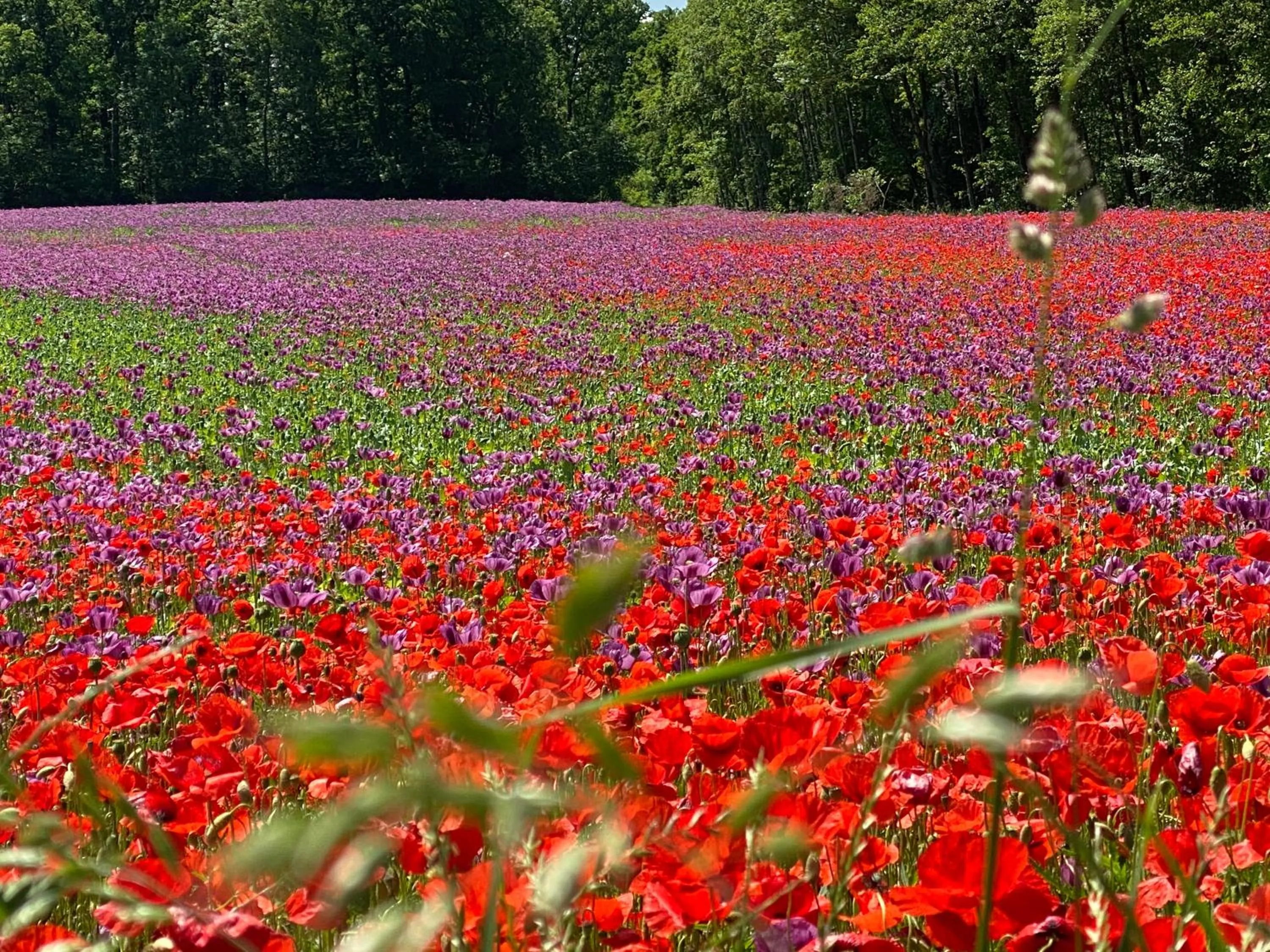 Natural landscape in HOTEL ZILLNERs EINKEHR ***
