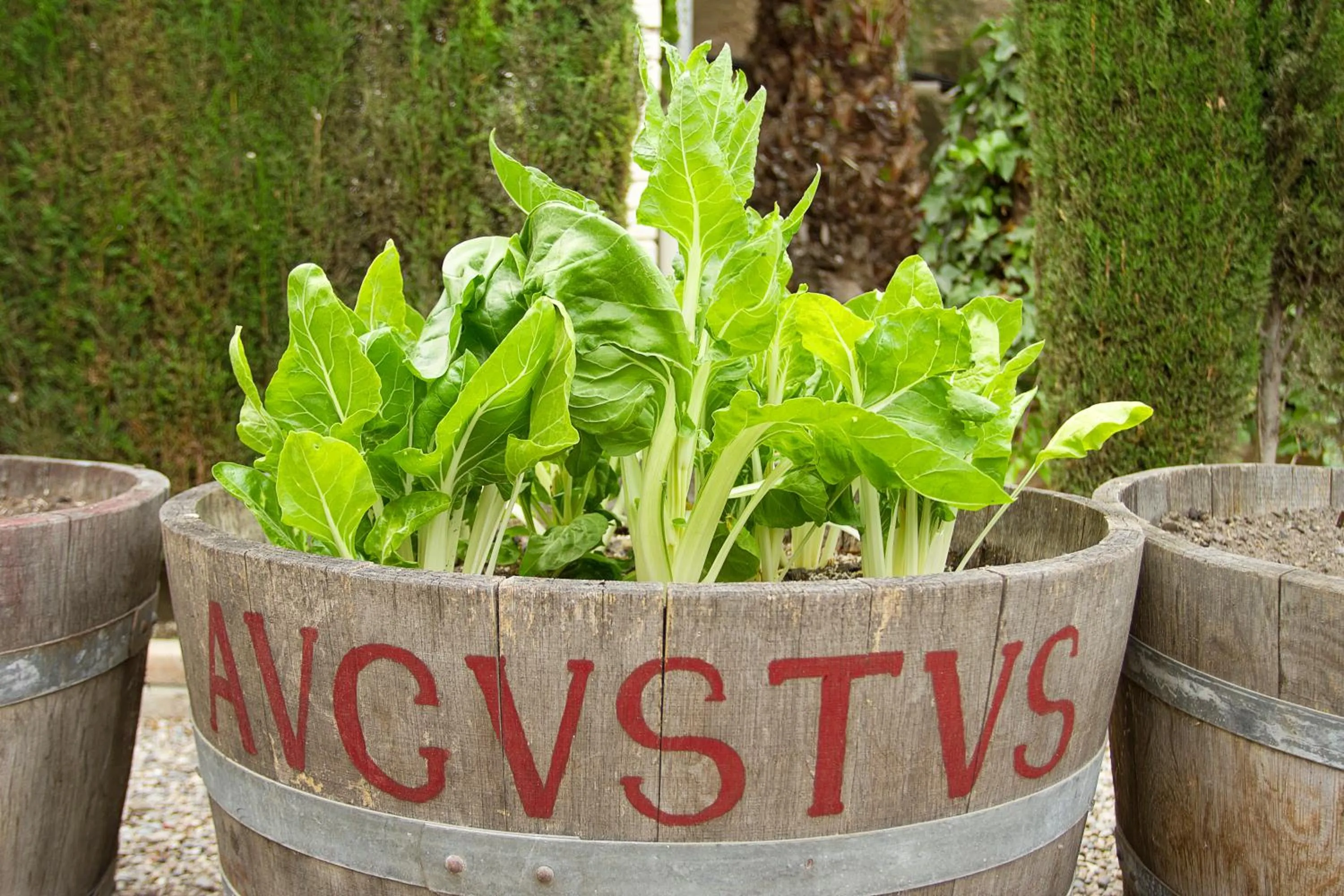 Garden in Hotel Antiga