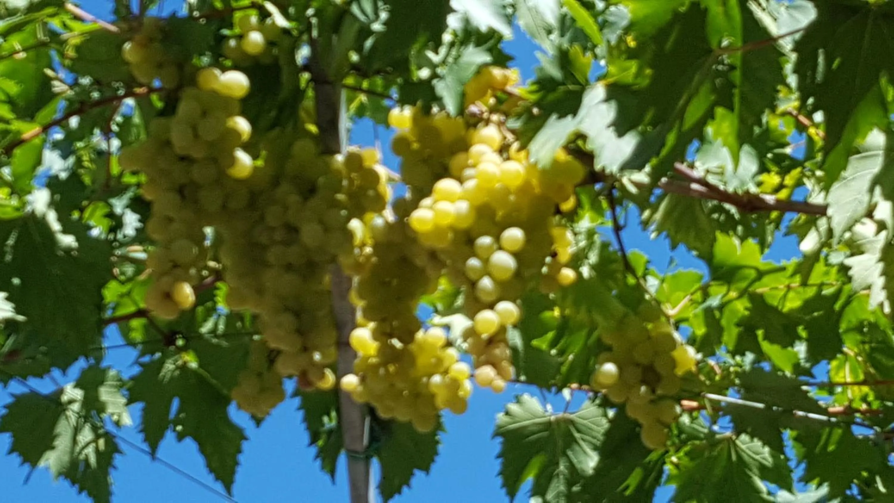 Garden in B&B ENSILEVA BEACH