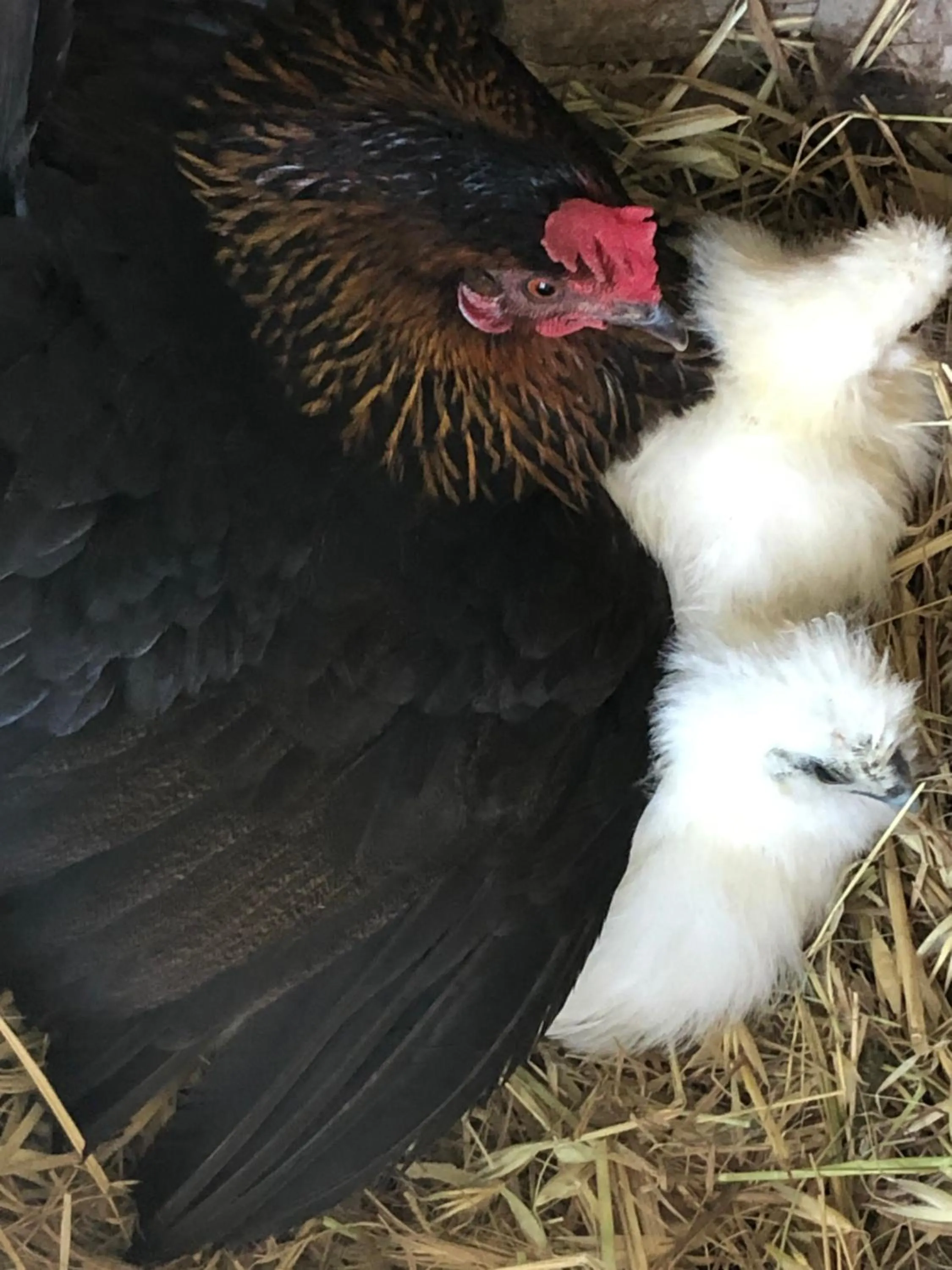 Animals in Villa Isabella