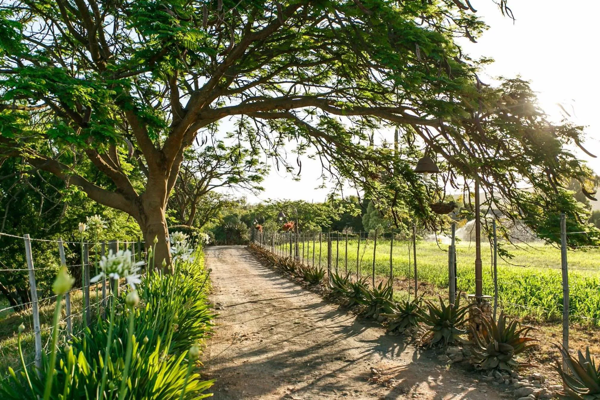 Street view in Die Fonteine Country Guesthouse and Glamping
