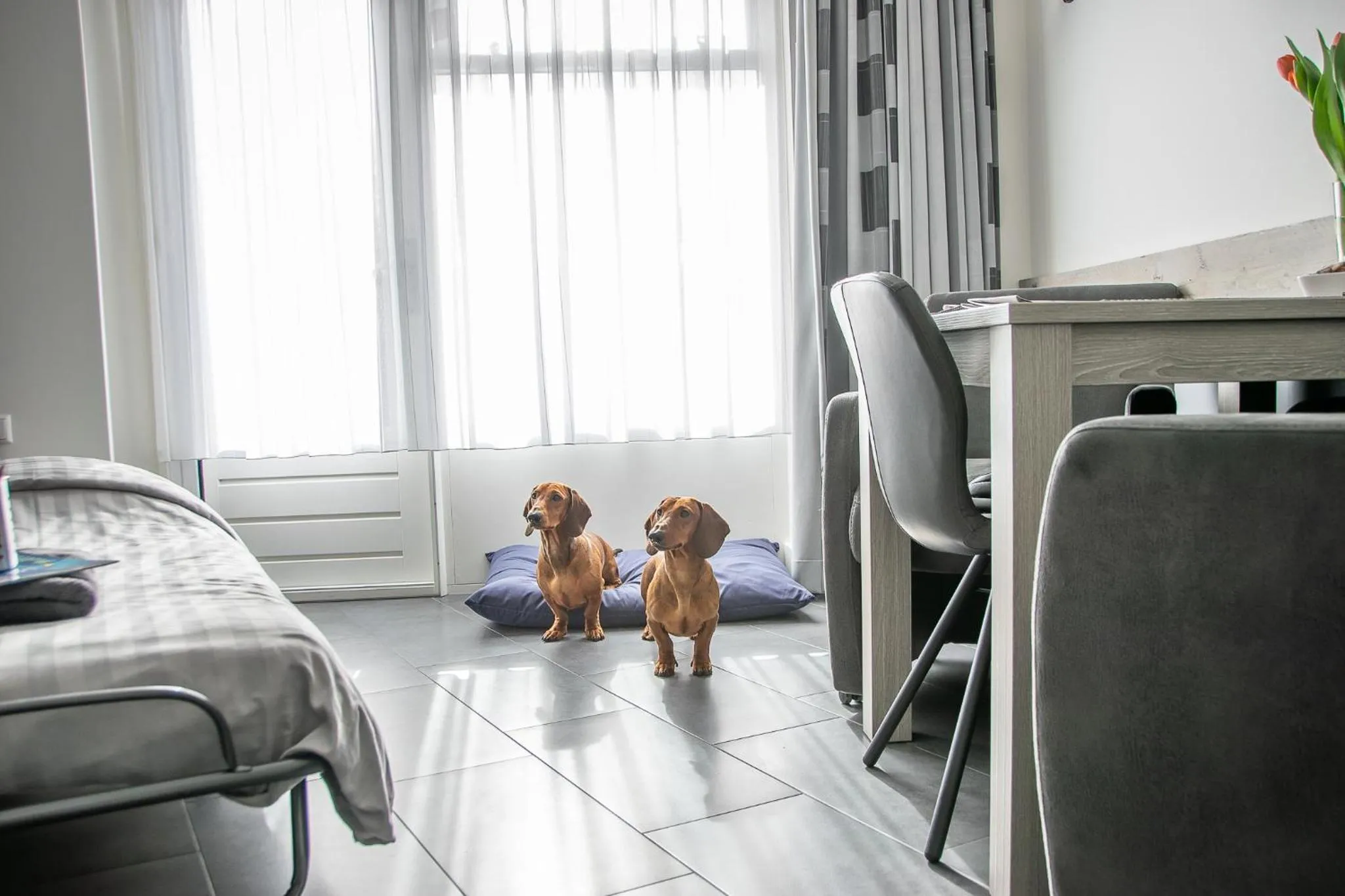 Pets in BnB 't Kraaiennest