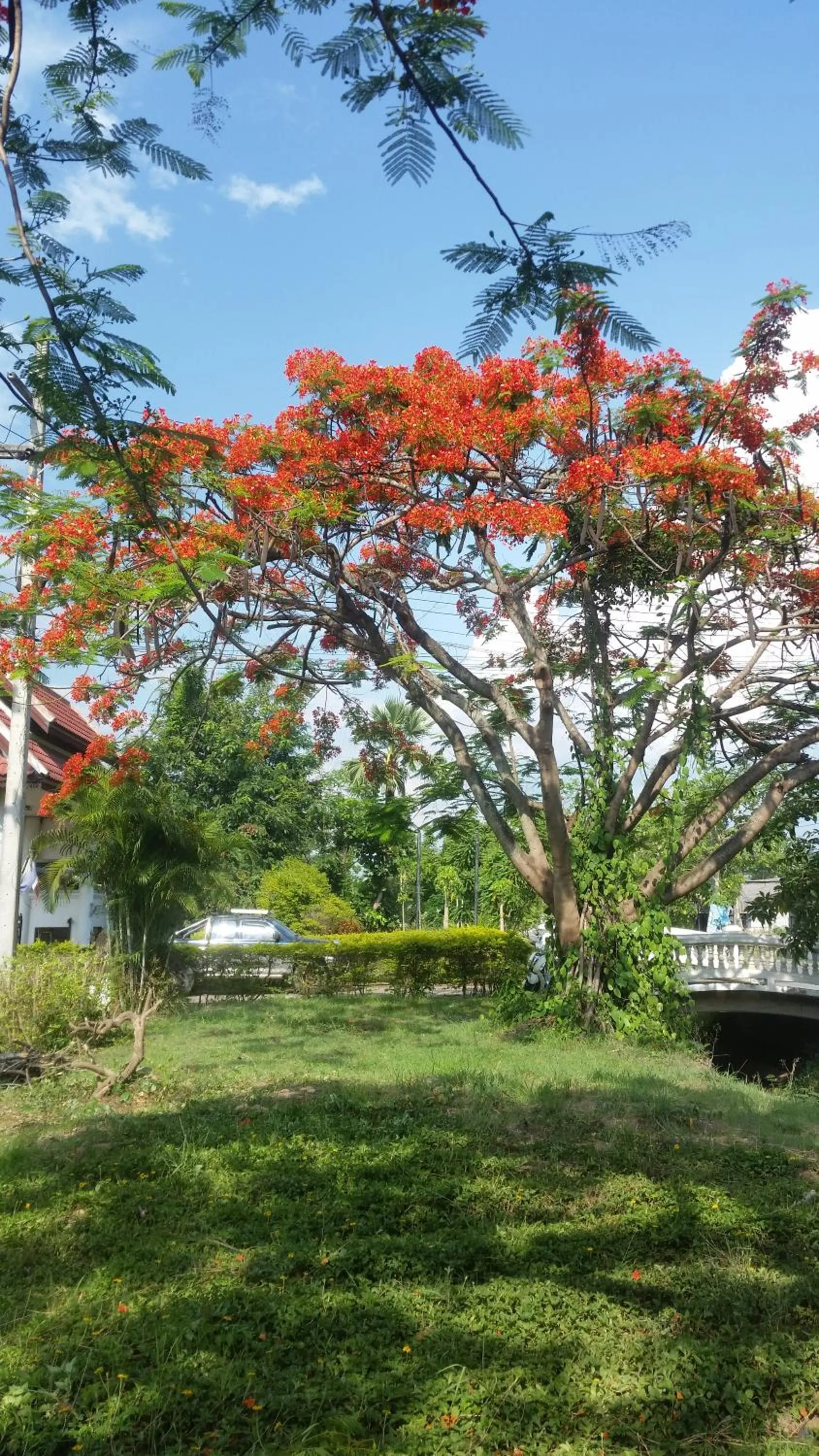 Natural landscape in Longan Tree