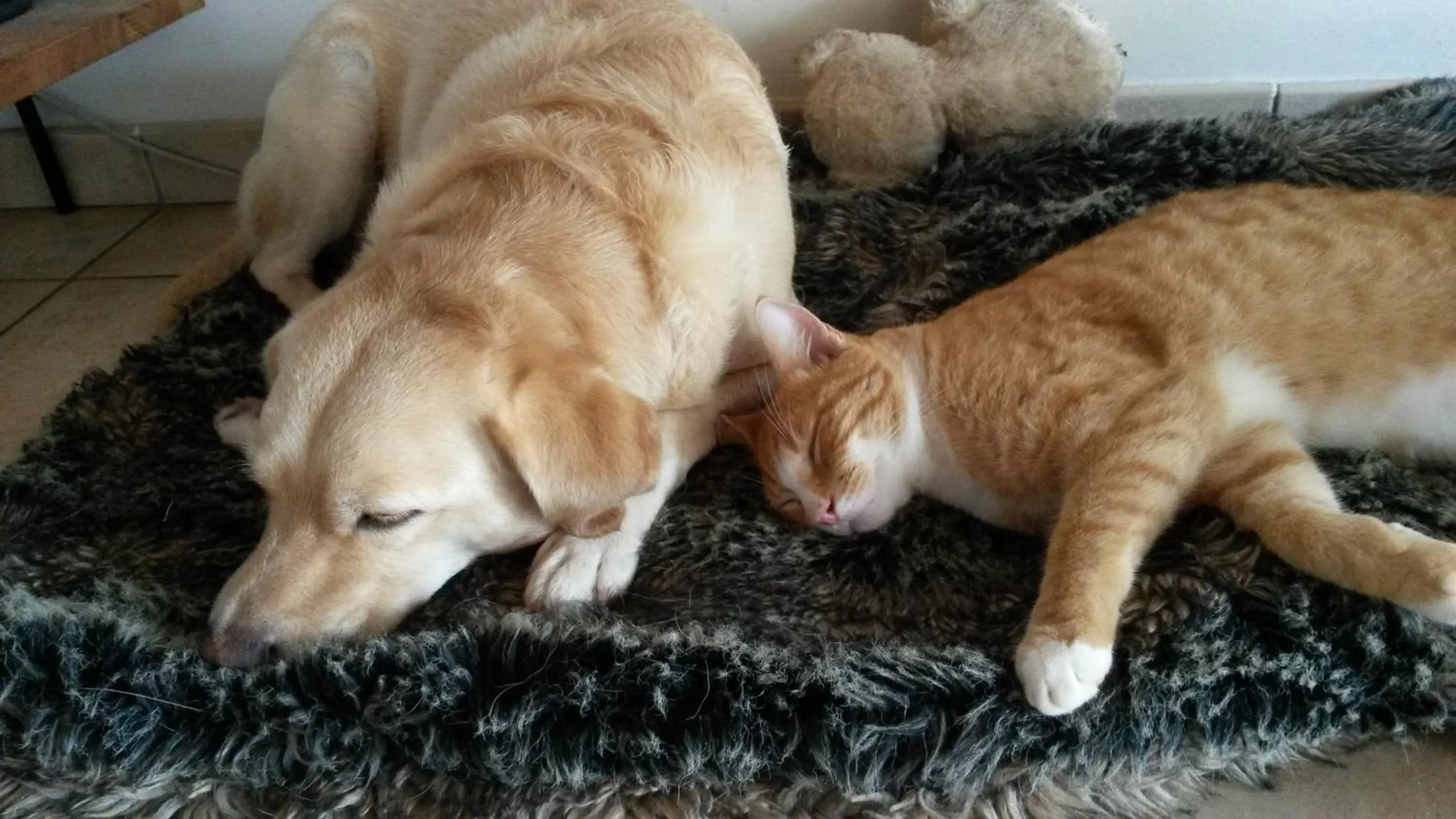 Pets in Kay Zanndoli