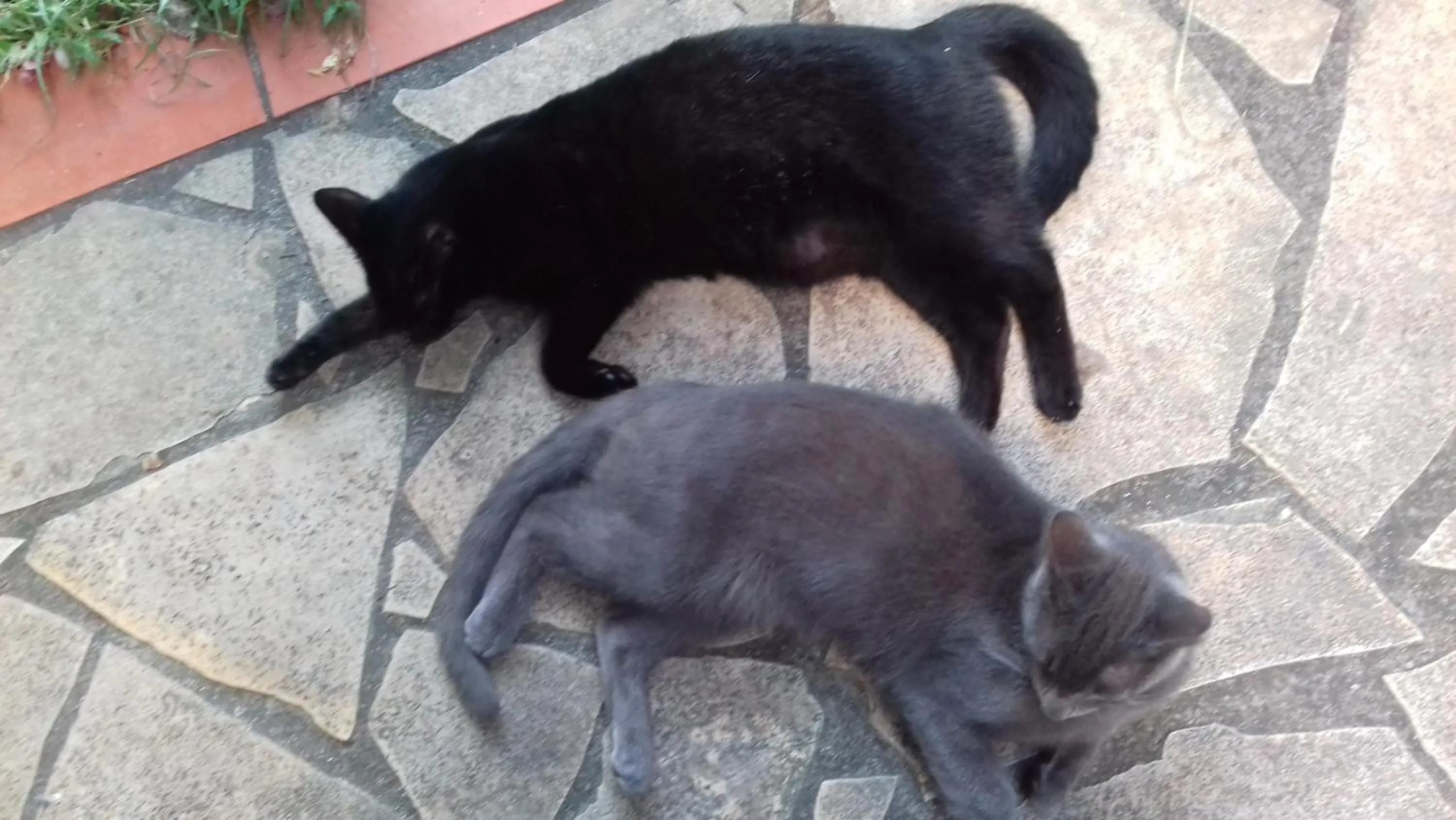 Animals in Kay Zanndoli