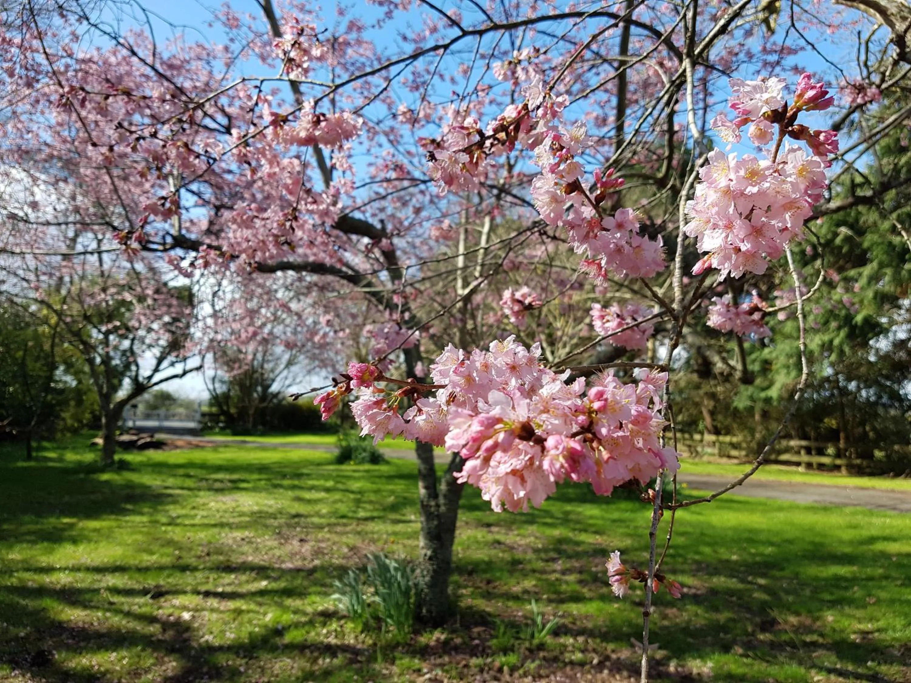 Spring in Woodbury Farm