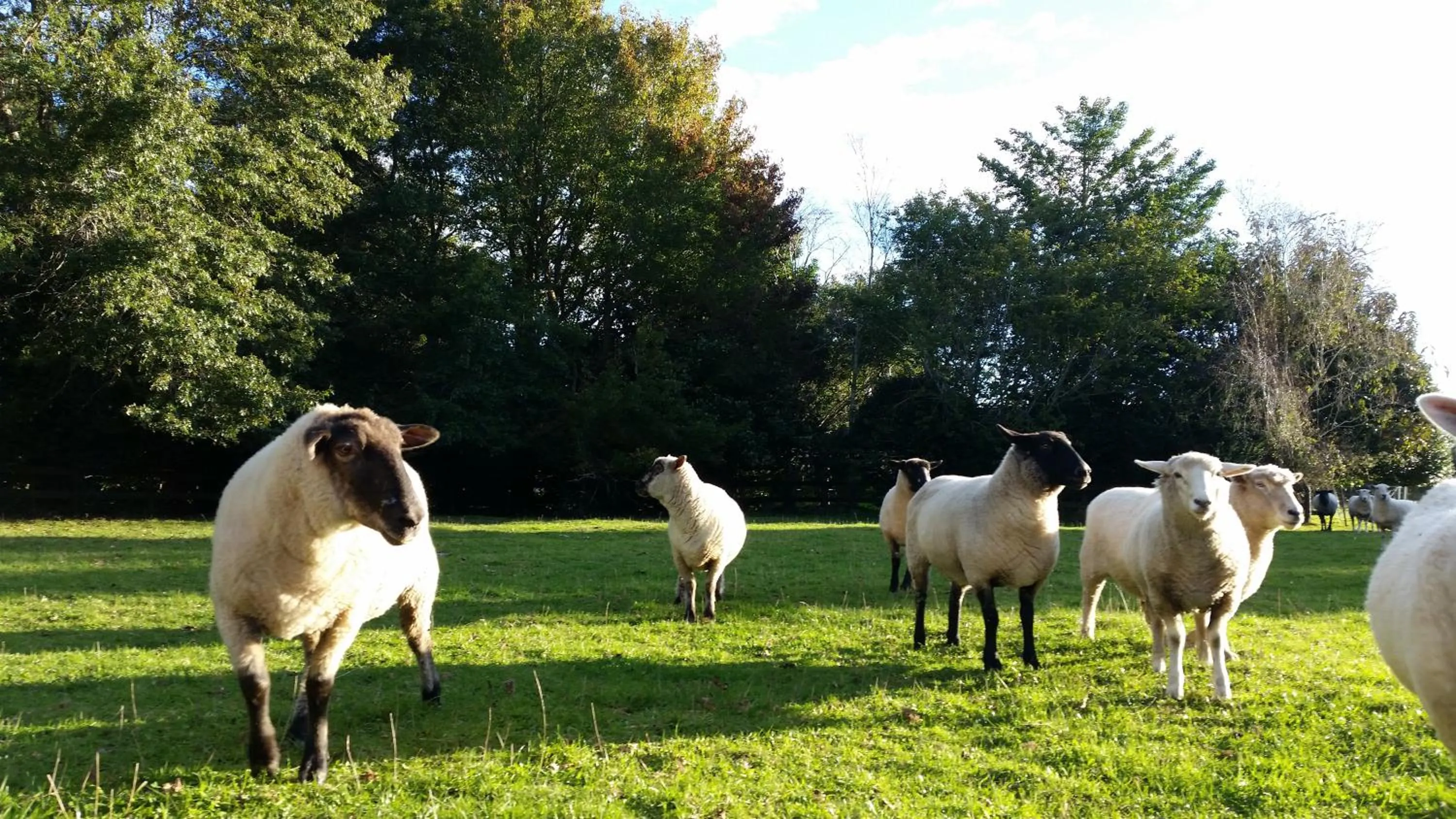 Animals in Woodbury Farm