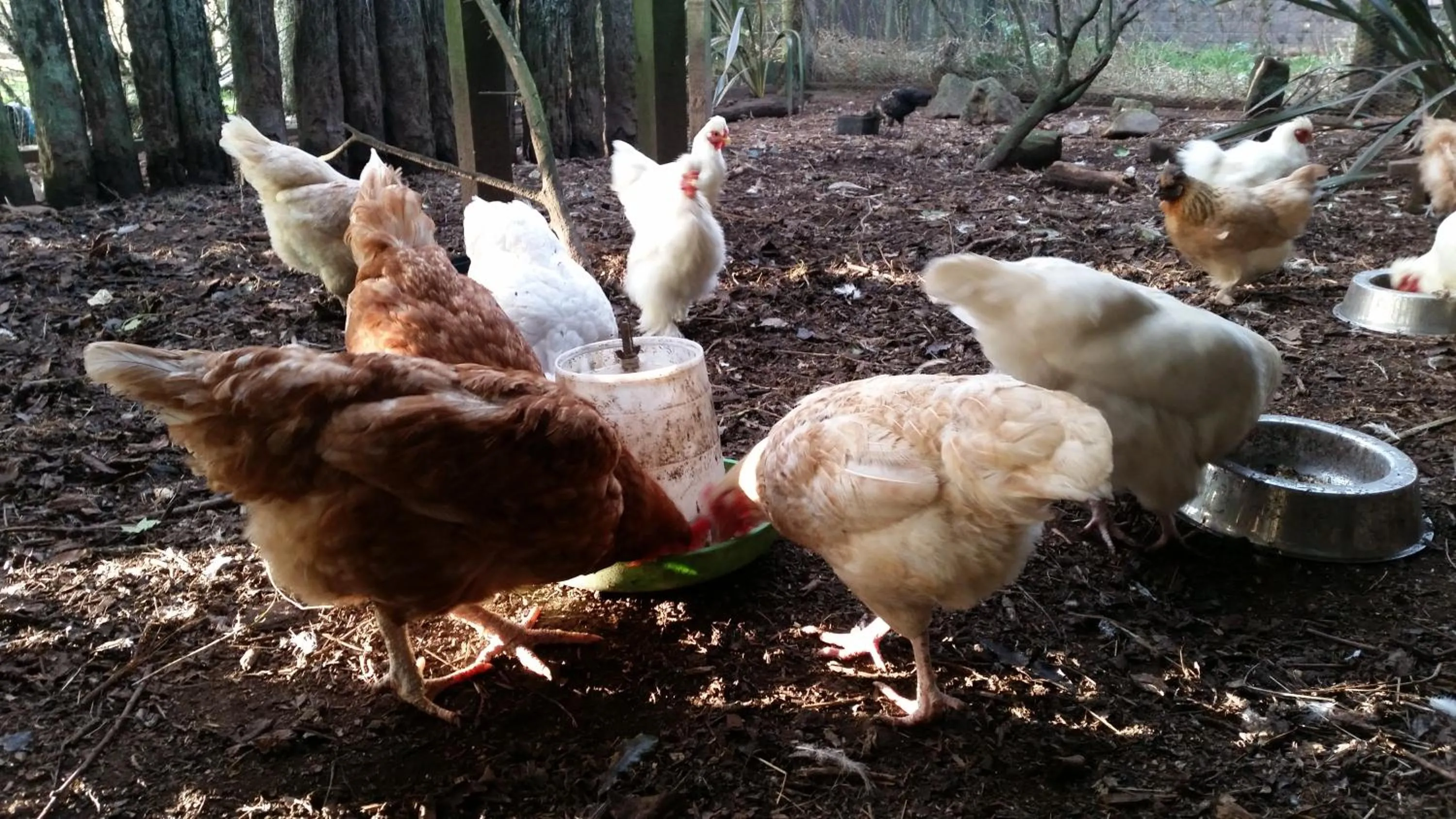 Animals in Woodbury Farm