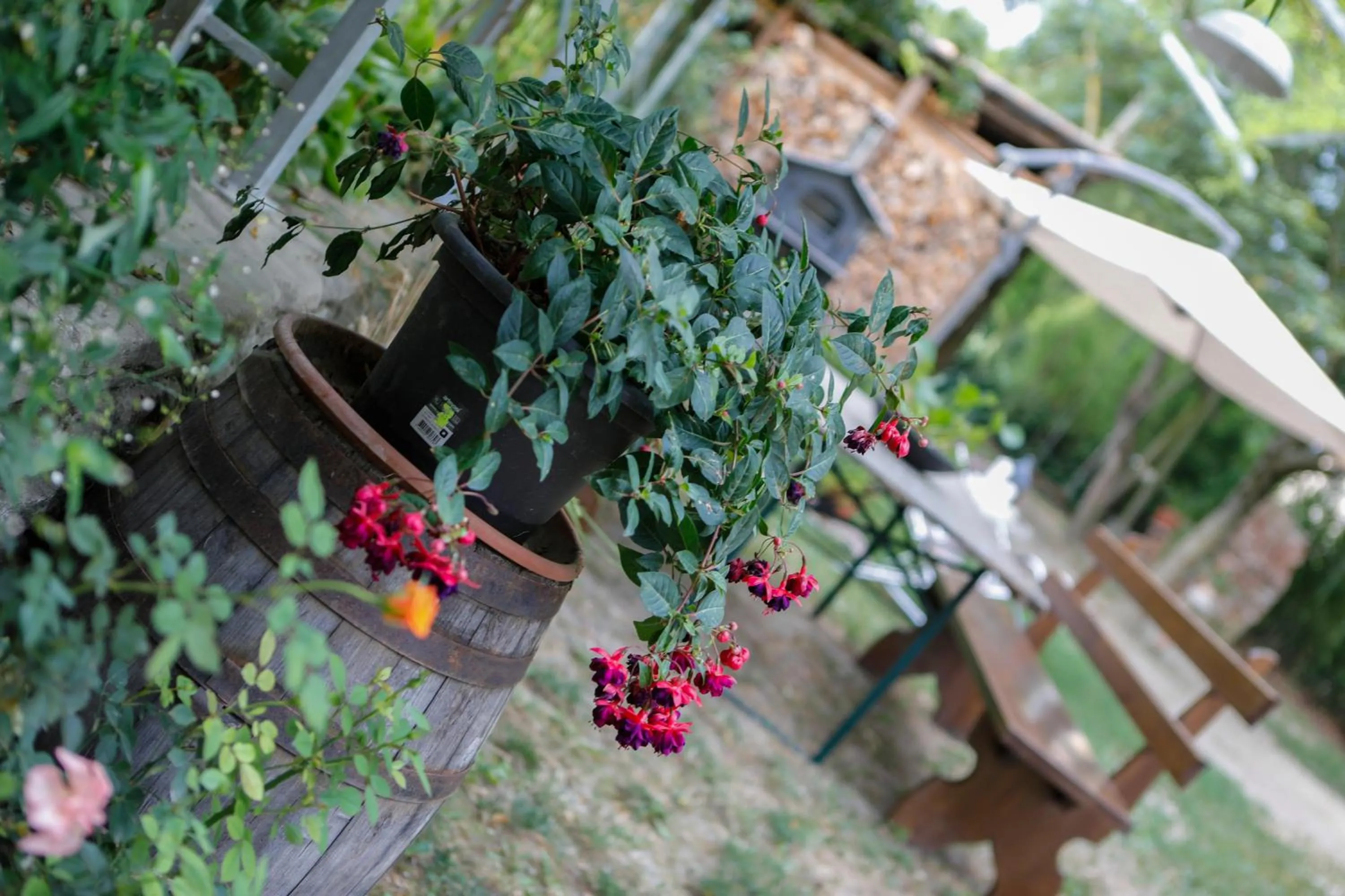 Garden in Il Germano Reale