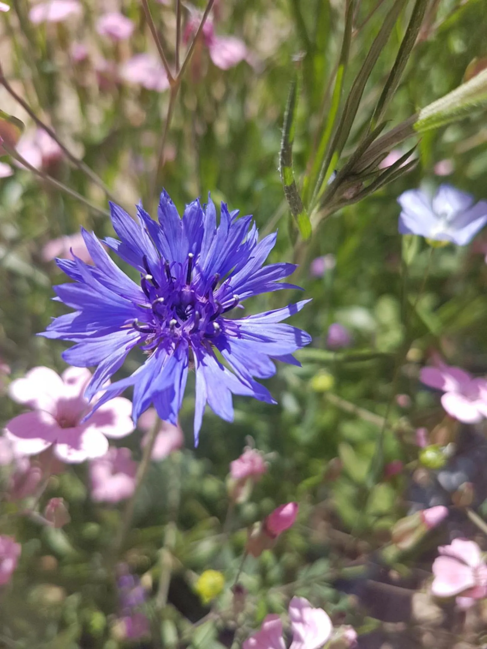 Spring in Hotel Al-Ándalus Peal, en Cazorla Comarca